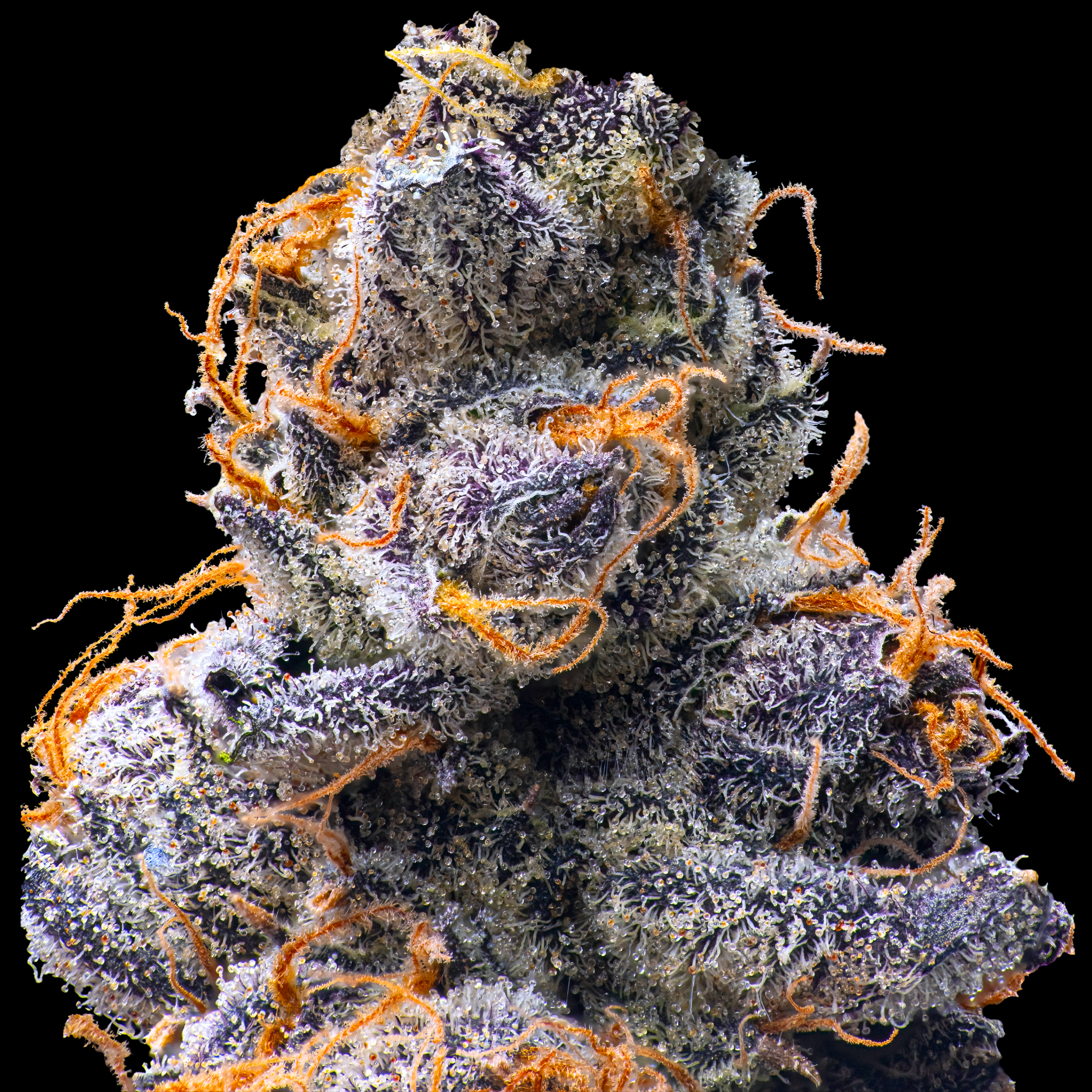 ORANGE SAPPHIRE MACRO BLACK SQUARE REDUX 12_11_25.png