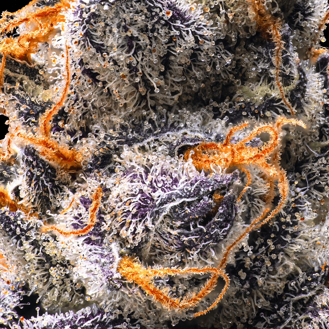 Untitled design (90).png