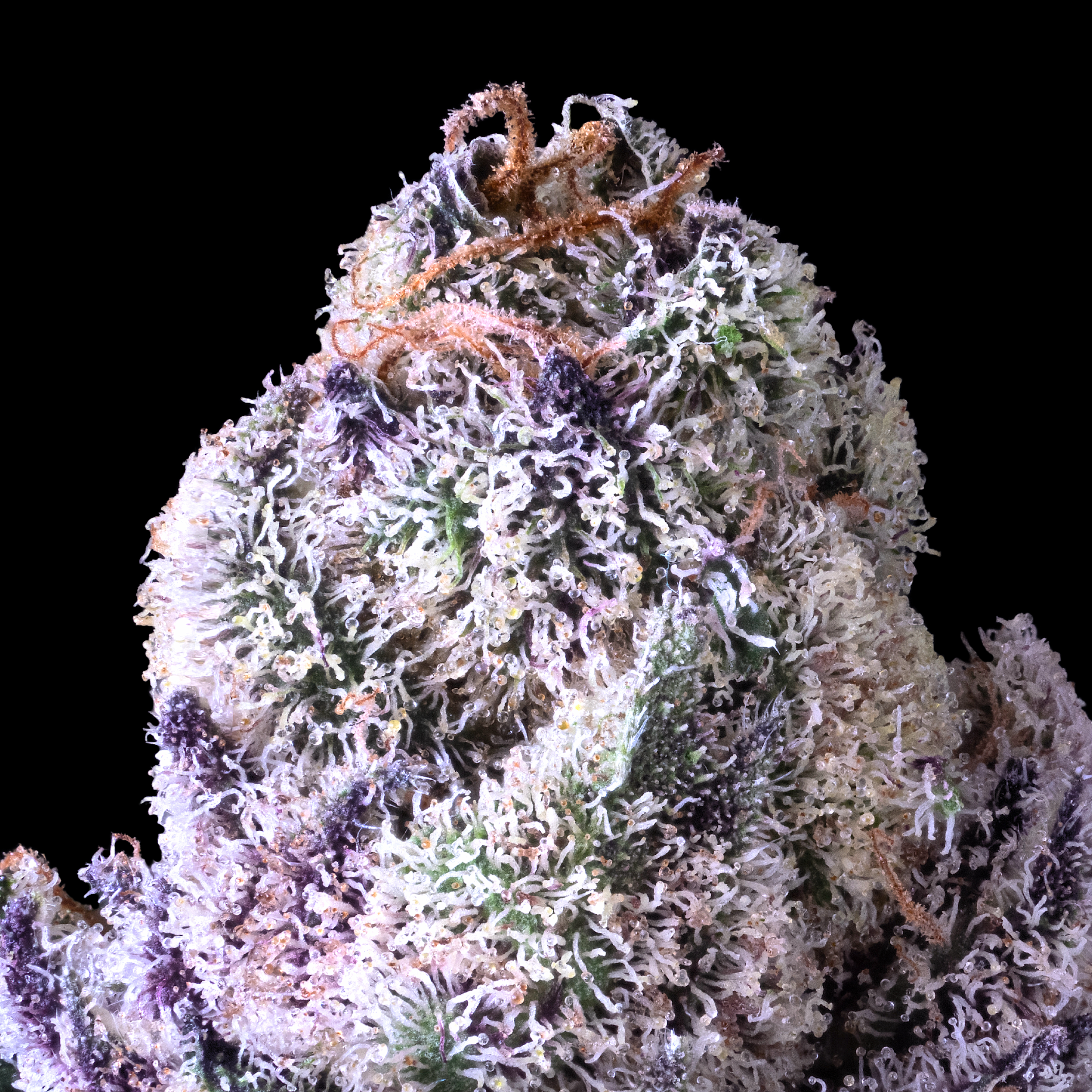 98 RESERVE DRY MACRO BLACK SQUARE.png