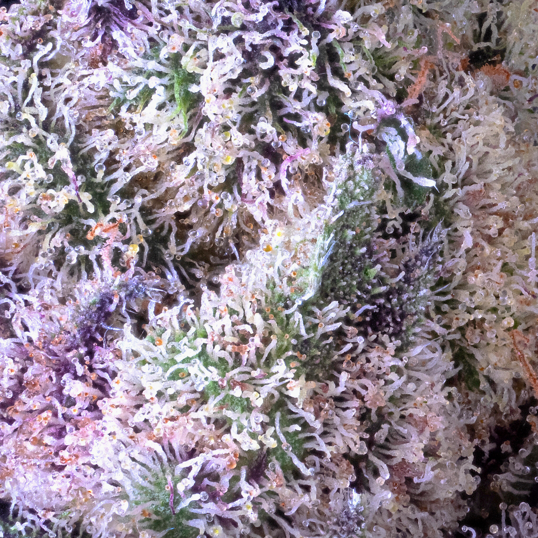 Untitled design (92).png