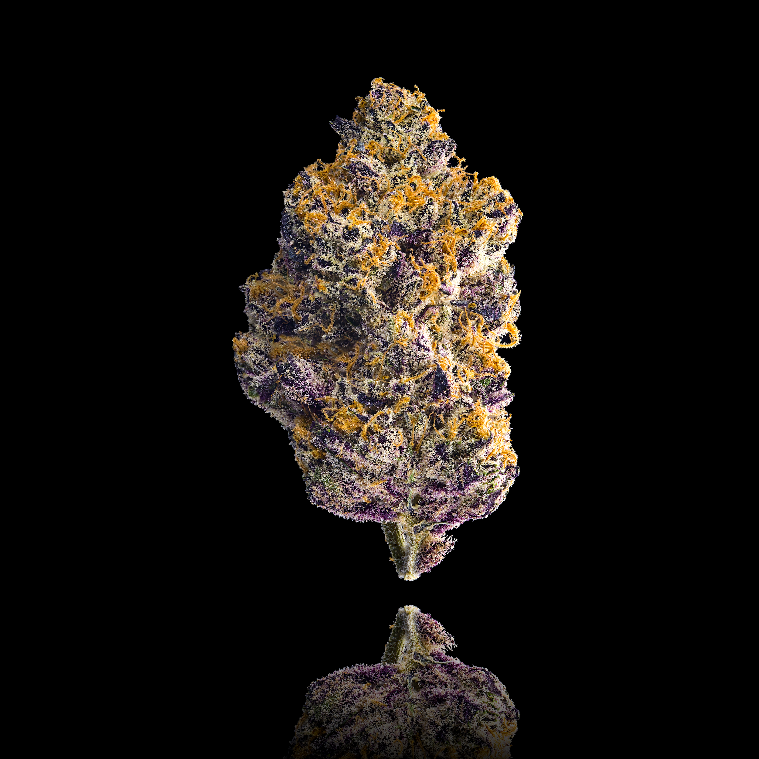 BLUE AGAPE FULL NUG OFFICIAL BLACK 2024.png