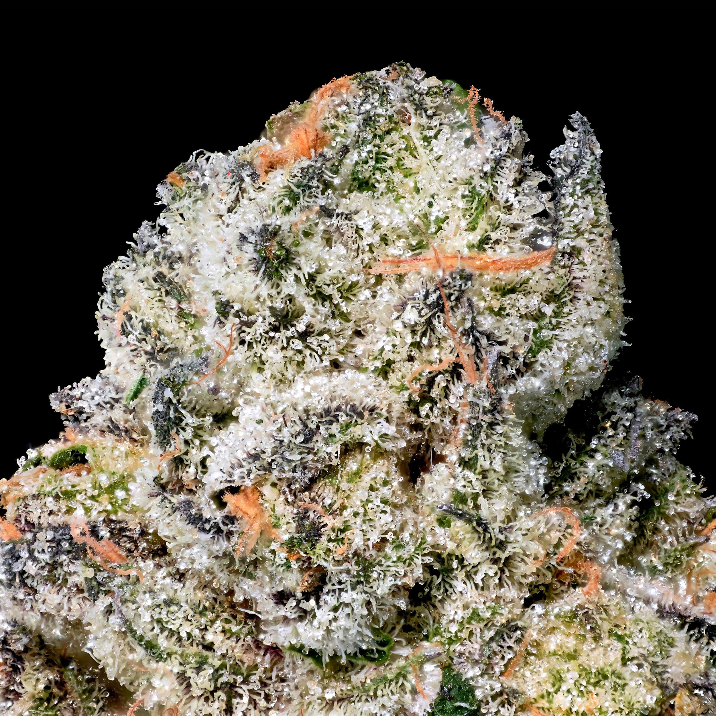 BLACK DIAMOND X MACRO BLACK UPSCALE 2024.png