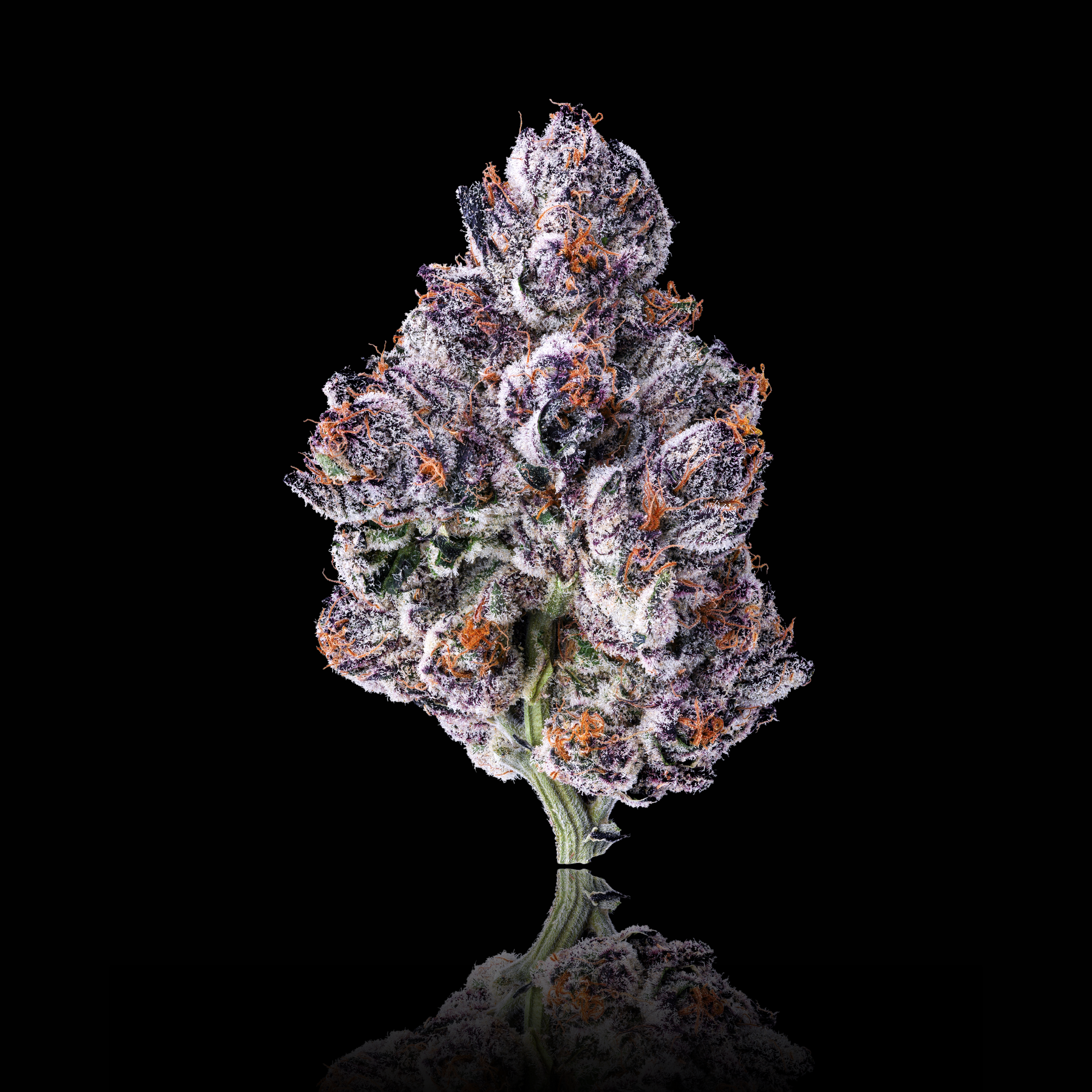 CHROME DOME FULL NUG  #1 BLACK SQUARE (1).png