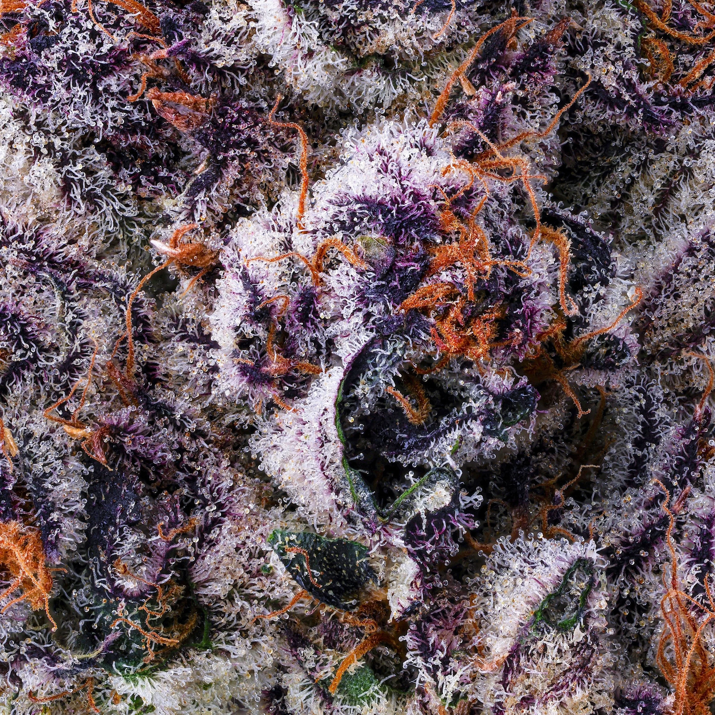 CHROME DOME DRY MACRO FILL SQUARE 2025 (1).jpg