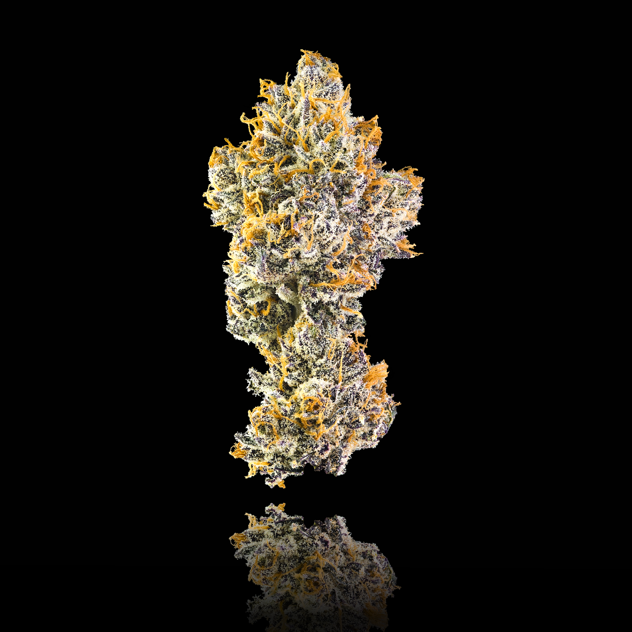 ORANGE BELLINI FULL NUG BLACK 2024.png