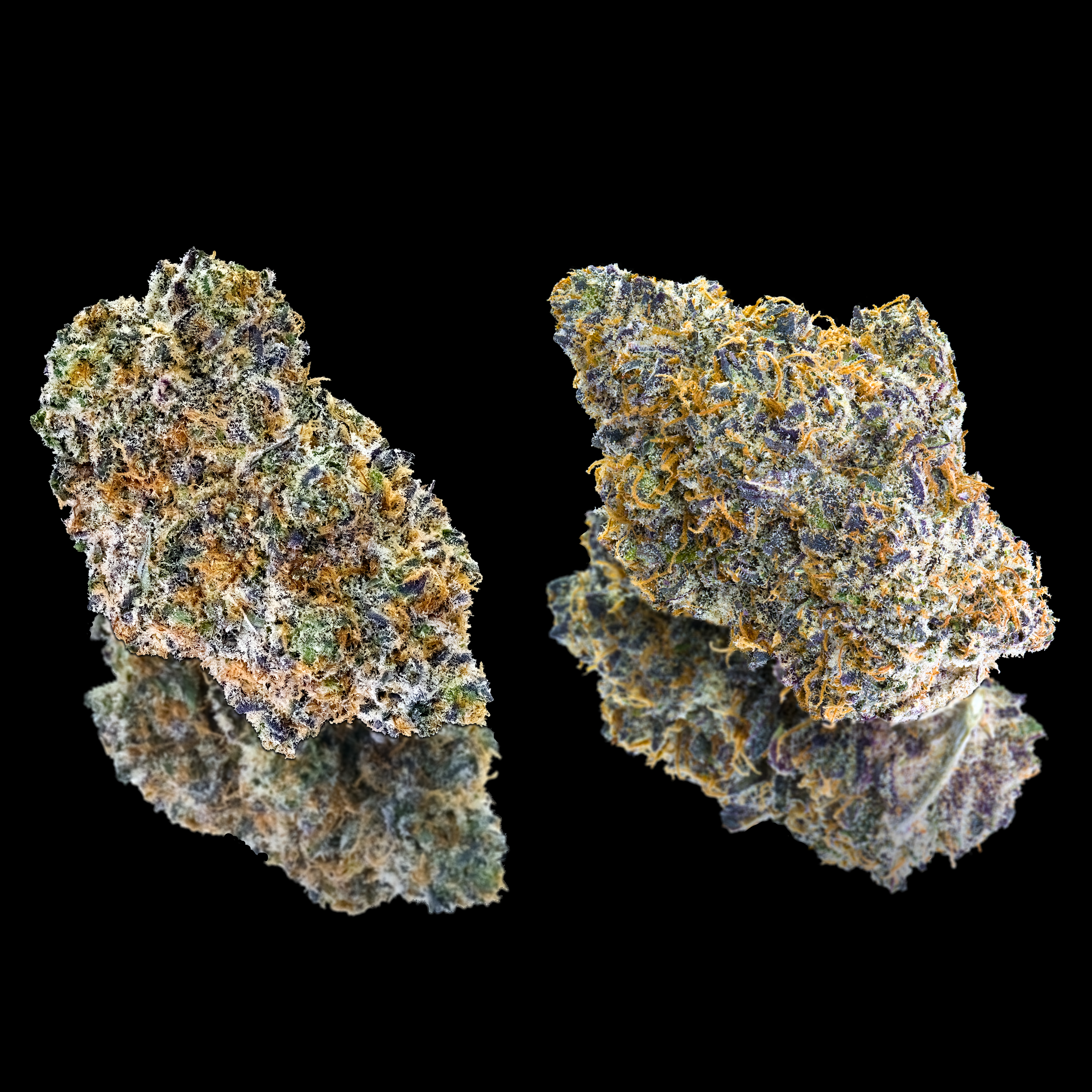 ORANGE BELLINI DOUBLE NUGS BLACK SQUARE 2024.png