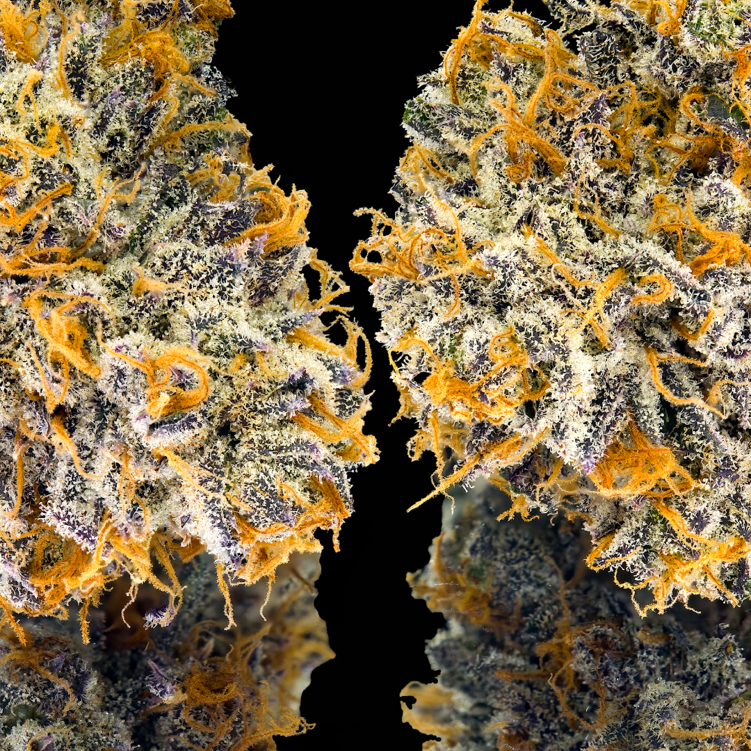 Untitled design - 2026-03-05T004250.867.png