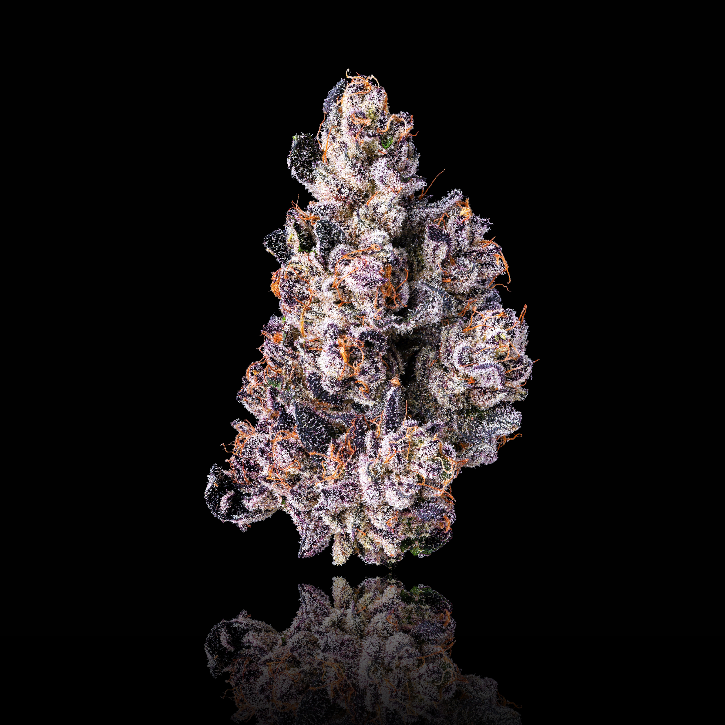 DIRTY LAUNDRY NEW FULL MAIN NUG BLACK SQUARE 2026.png