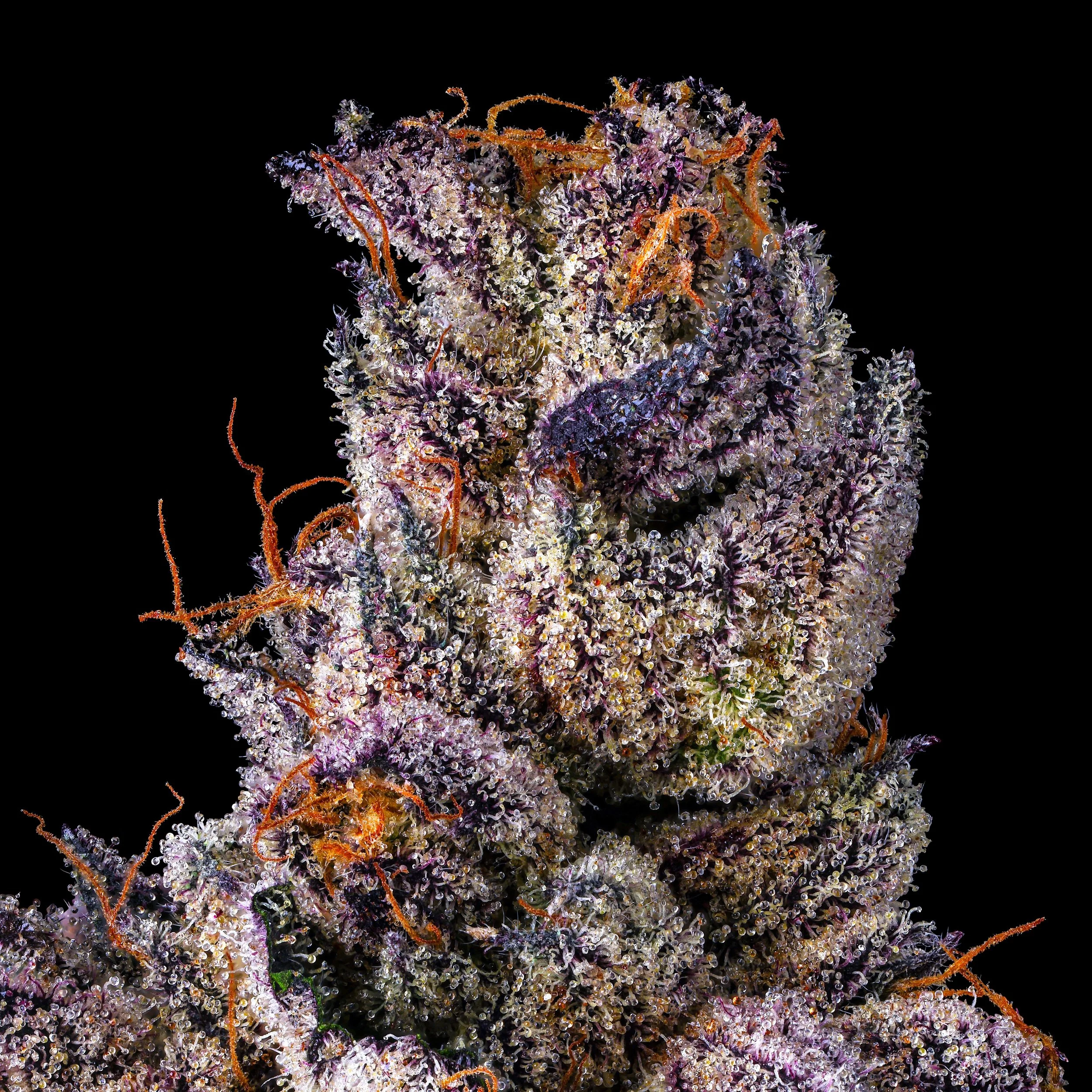 DIRTY LAUNDRY NEW MACRO BLACK SQUARE 2026.jpg