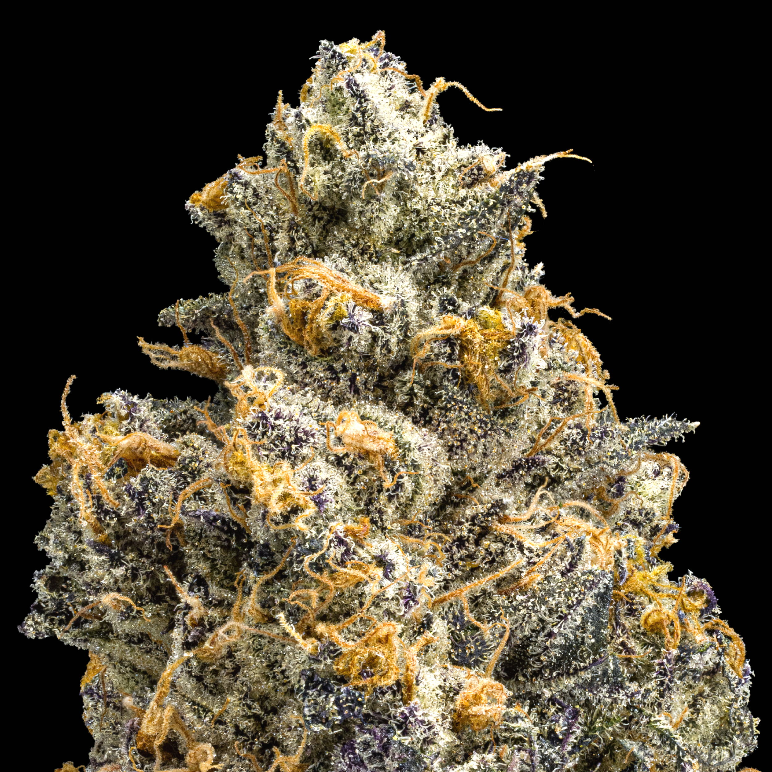 BLUE LOTUS MACRO BLACK 2024.png