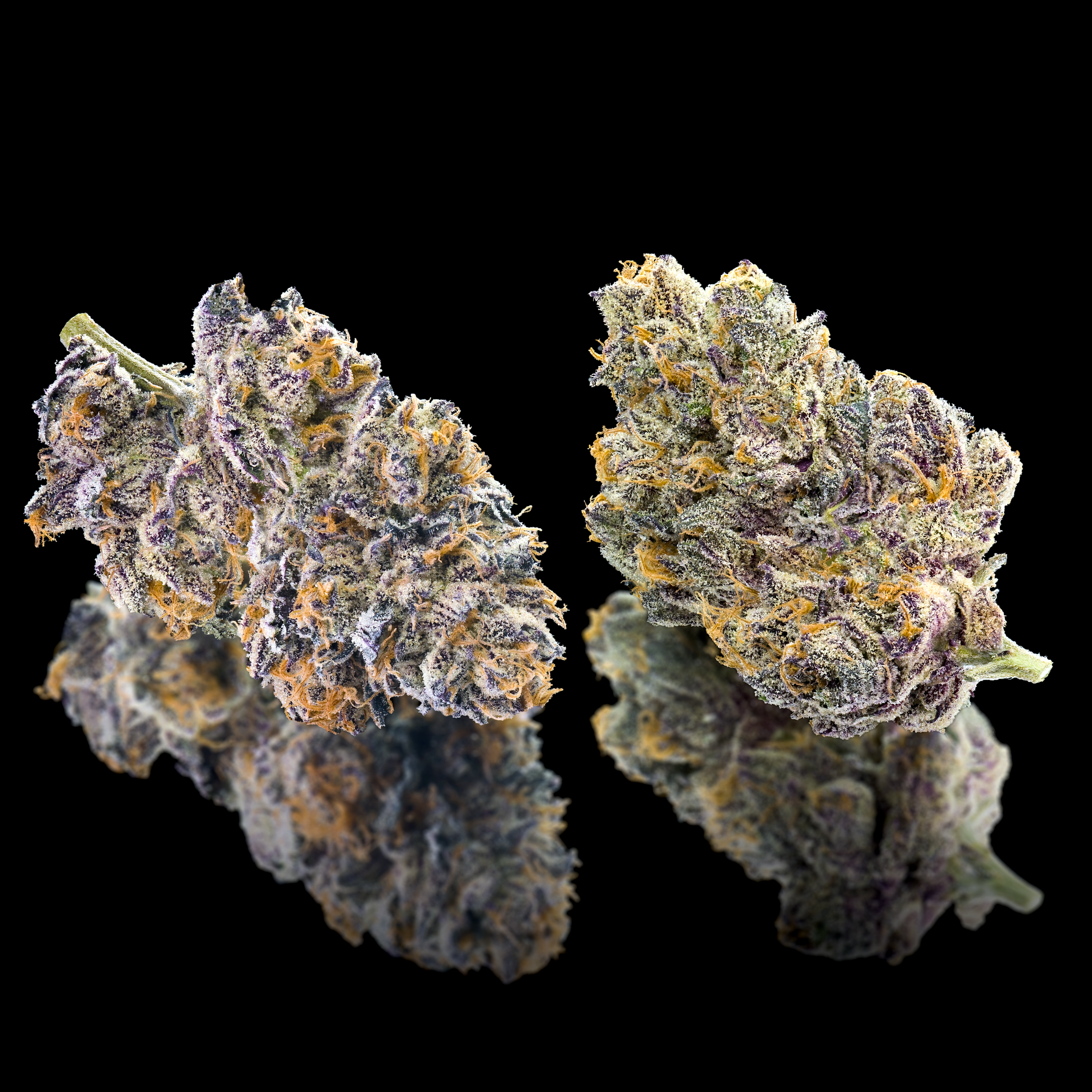 GRAPE AMBROSIA DOUBLE NUGS SQUARE 2024.png