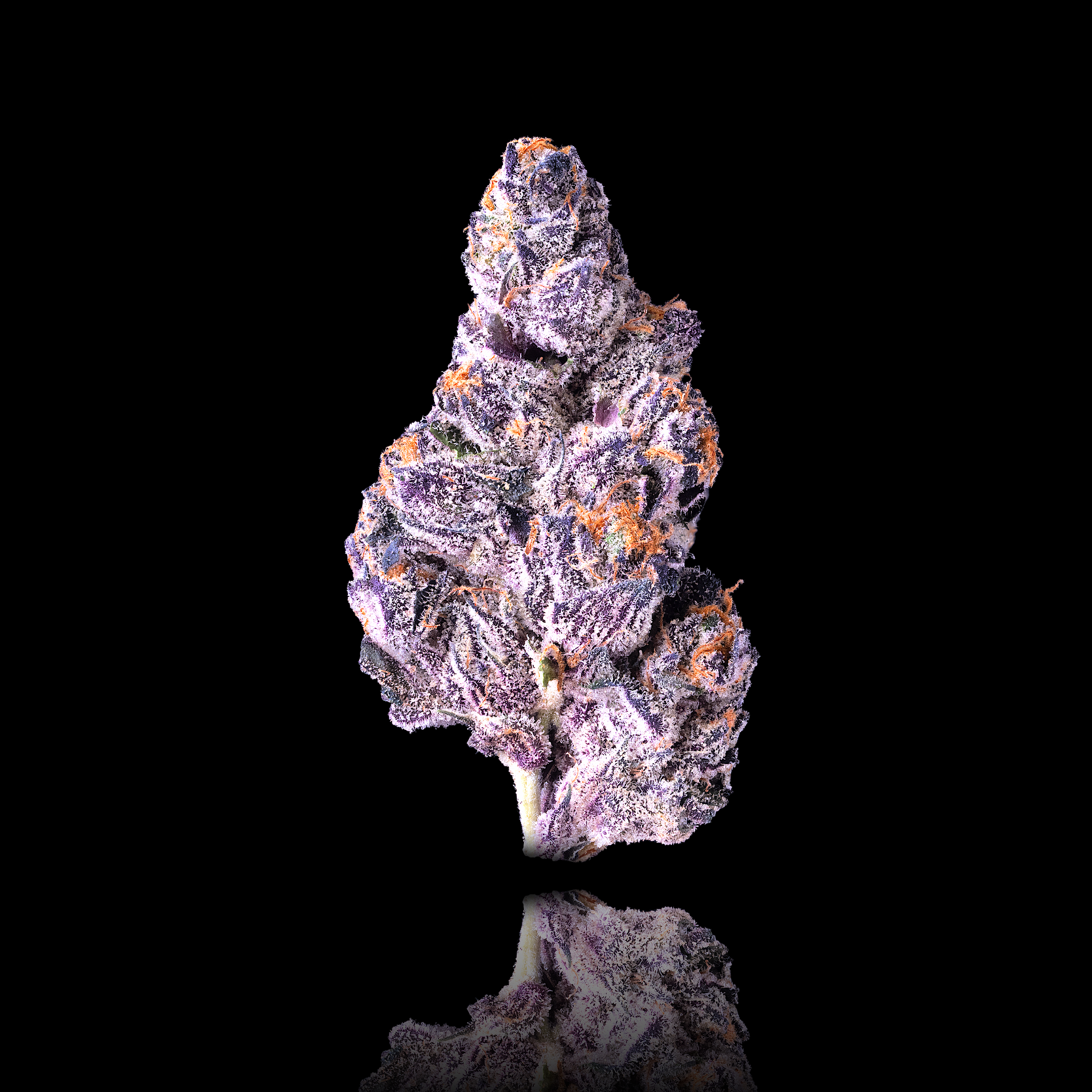 PANTA RHEI FULL NUG BLACK 2024 (1).png