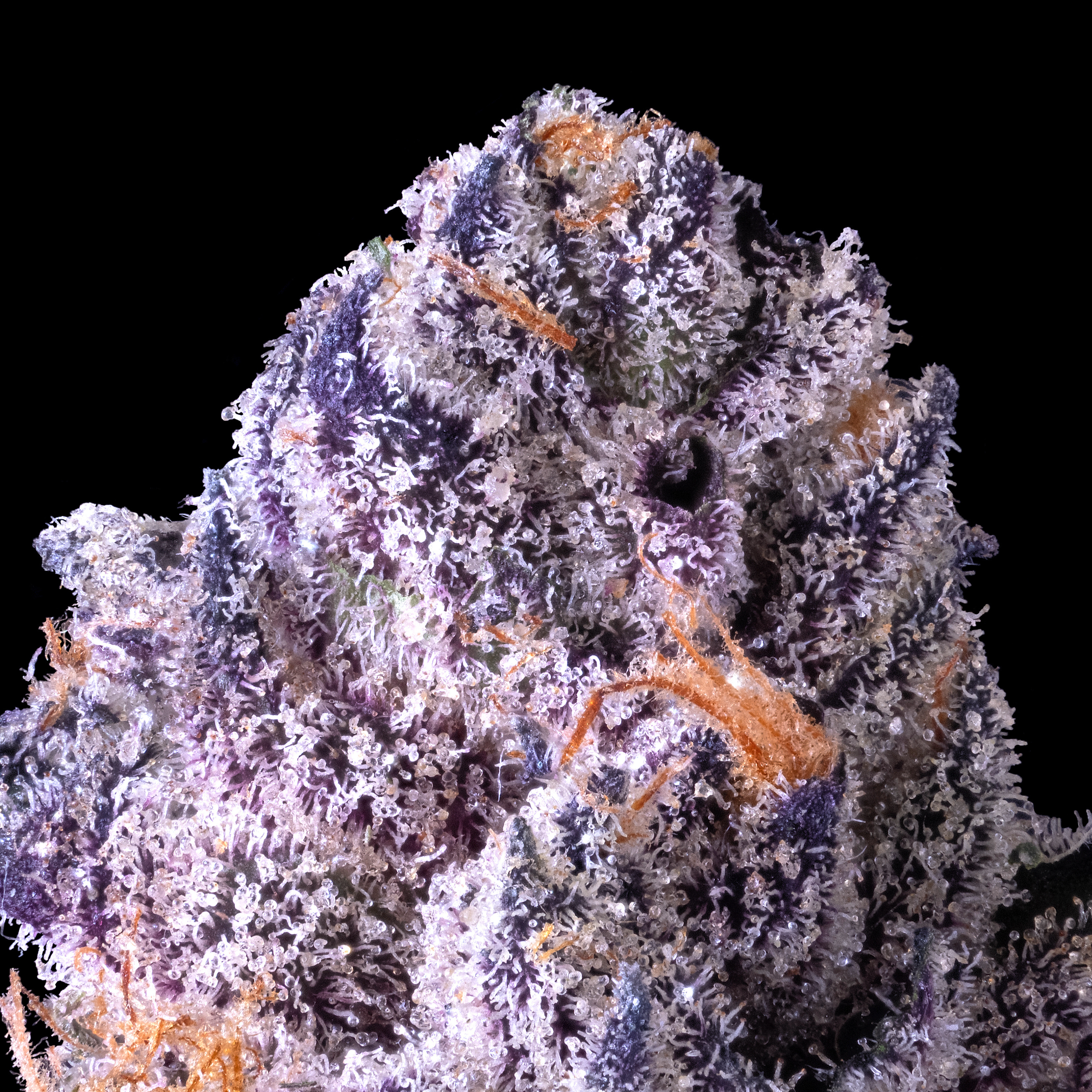 PANTA REI MACRO BLACK SQUARE 2025.png