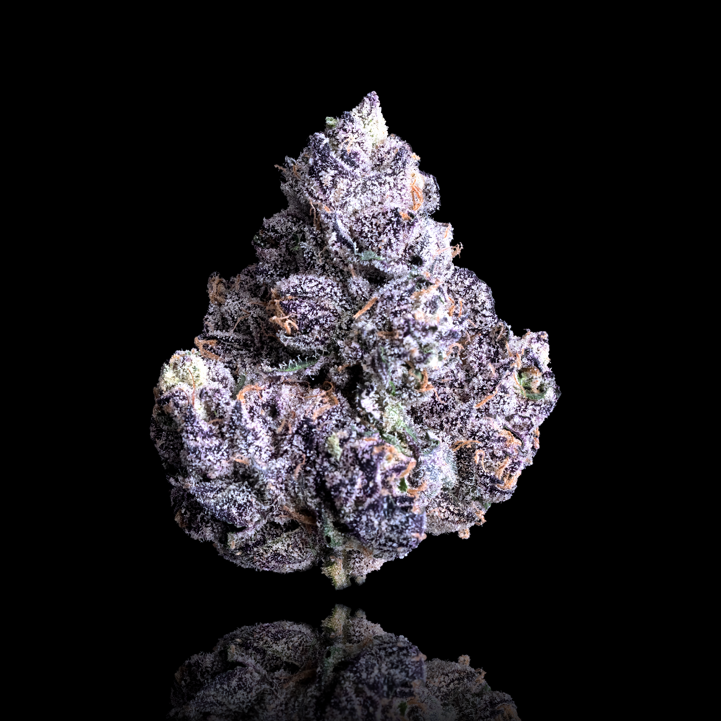 PRIZM FULL NUG BLACK 2024 (1).png