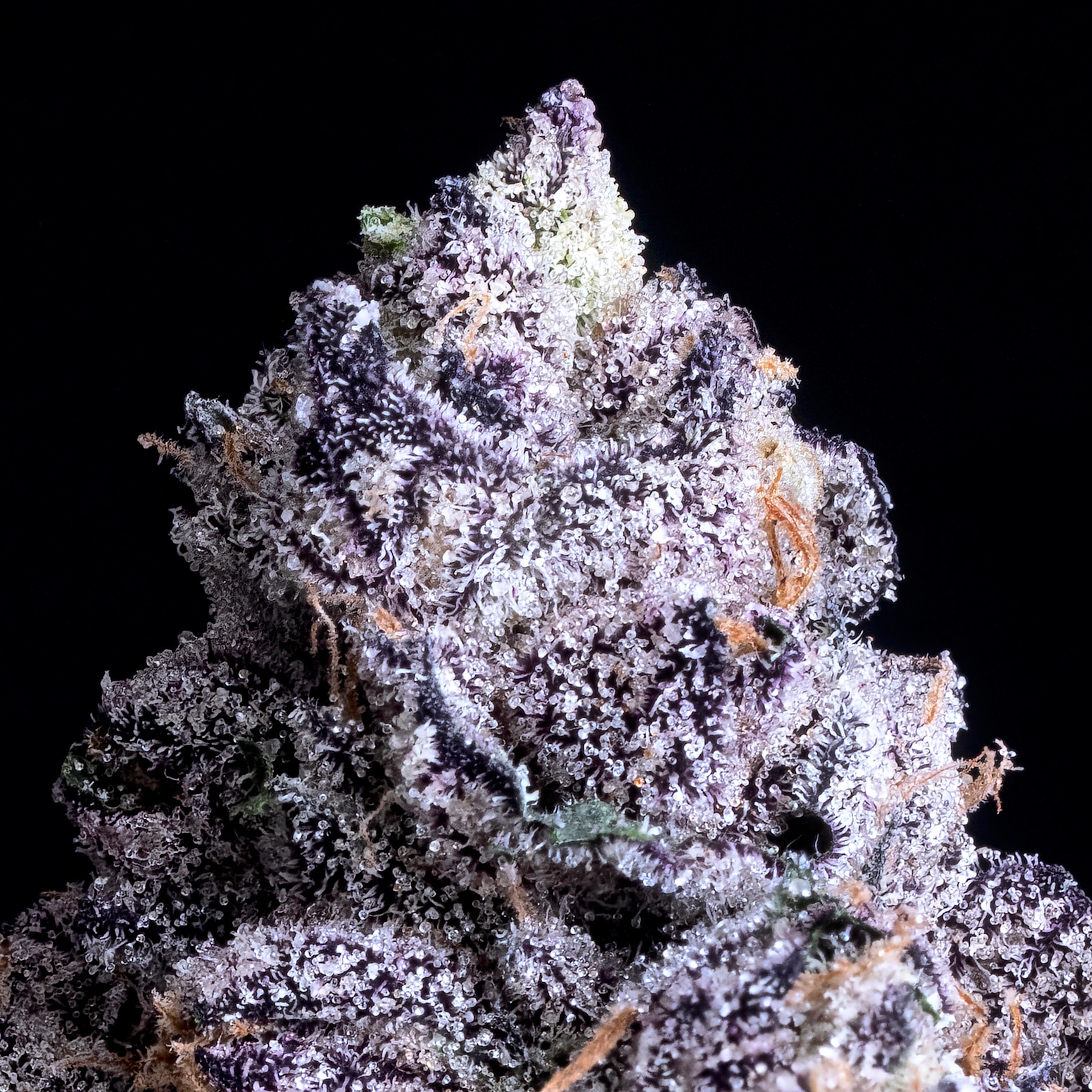 PRIZM DRY MACRO BLACK SQUARE 2024.png