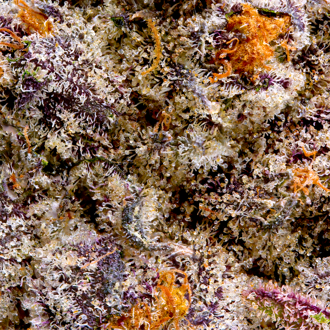 Untitled design - 2026-03-05T013650.241.png