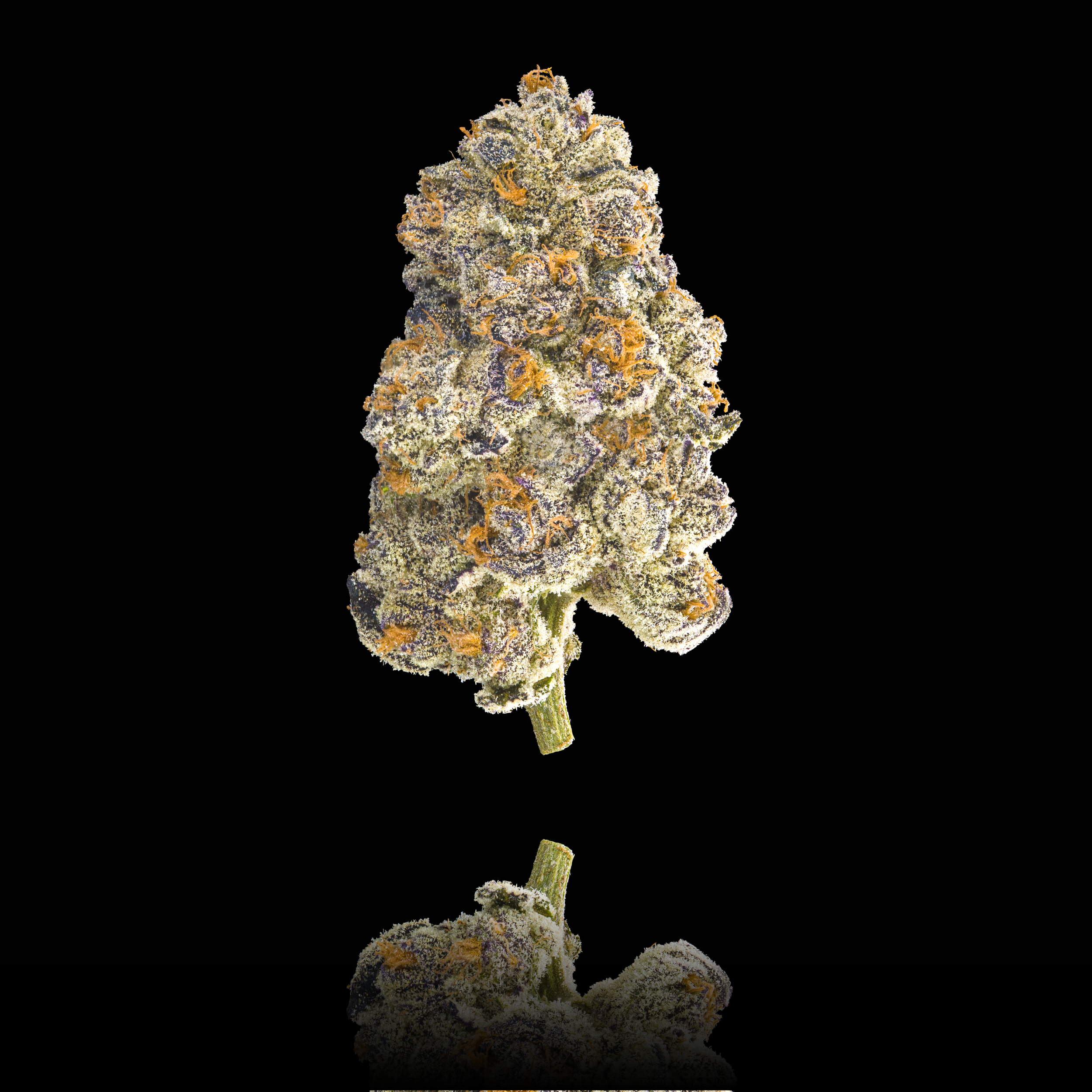 UBE_CREME_FULL_NUG_BLACK_REFLECTED_FULL_SIZE_2023 (1).png