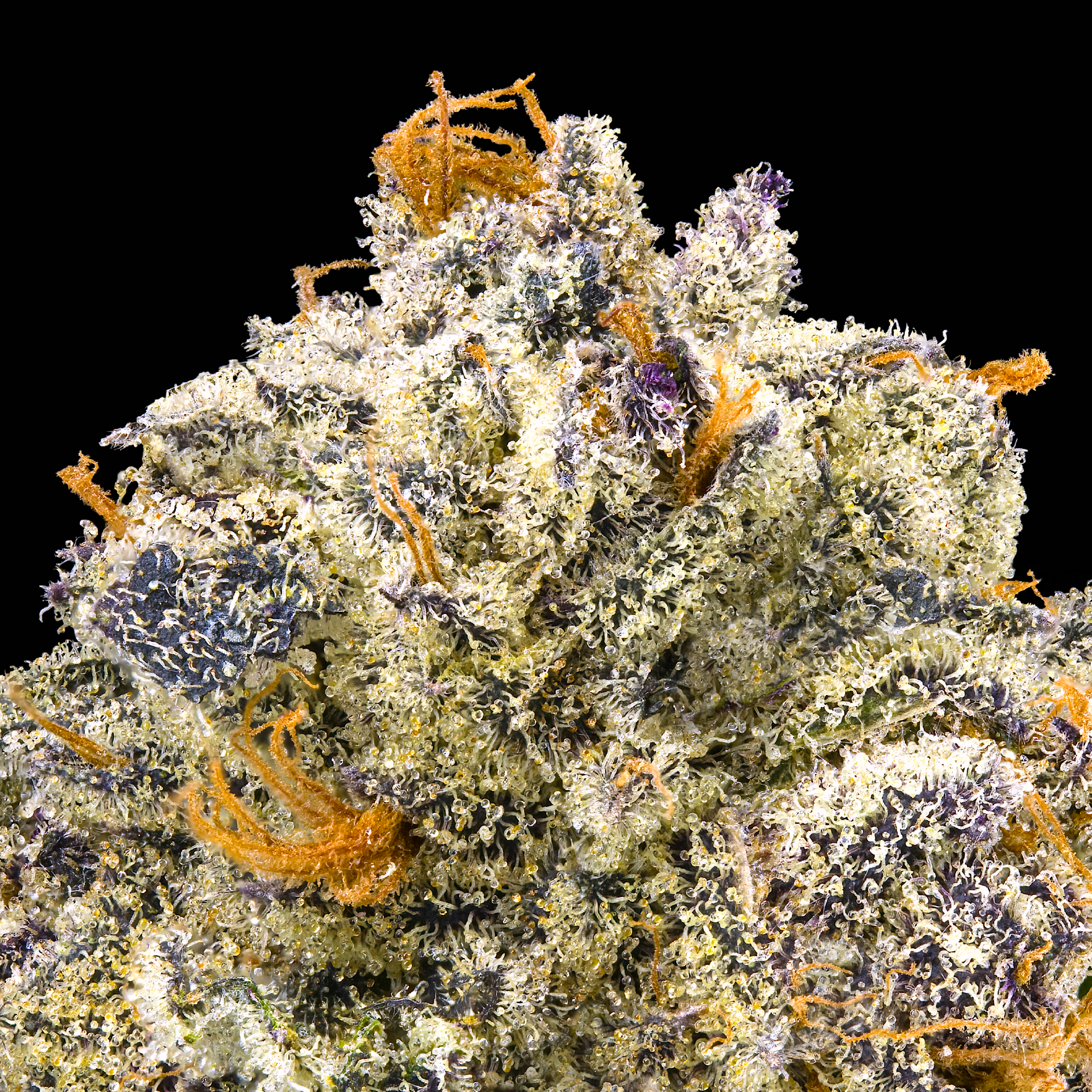 UBE CRÉME MACRO BLACK 2025.png