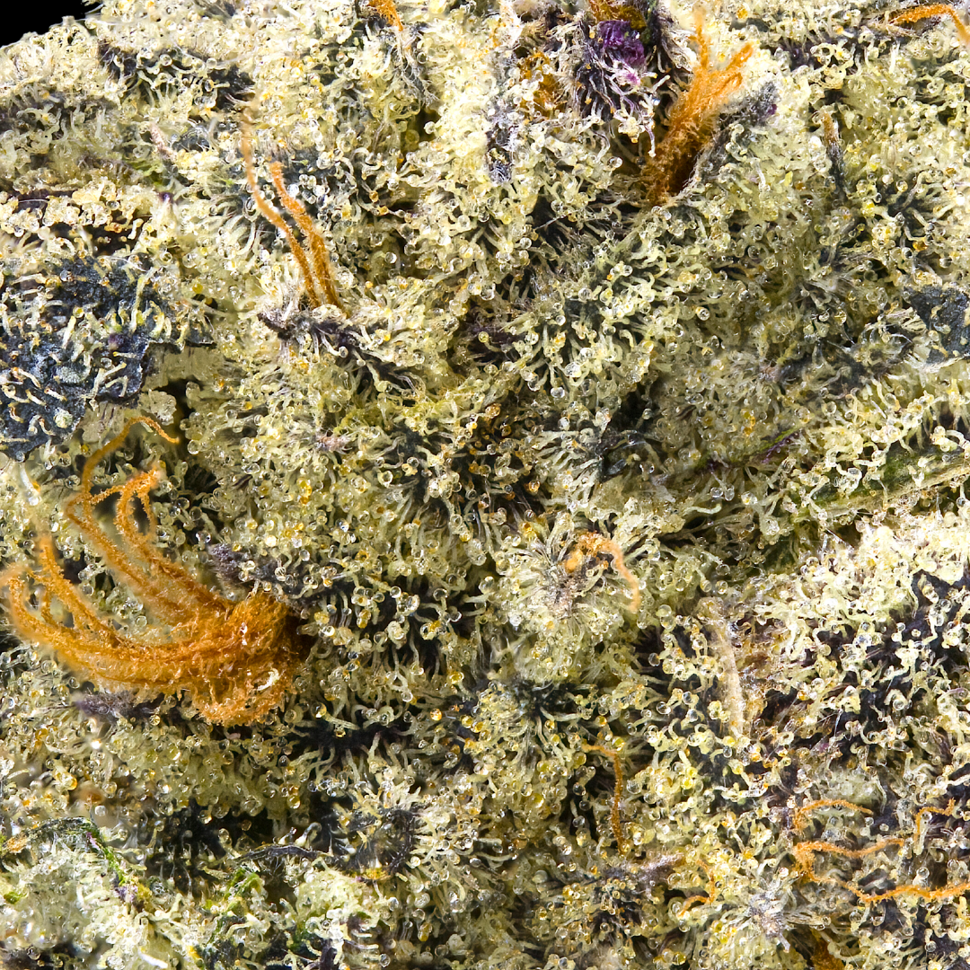 Untitled design - 2026-03-05T014304.464.png