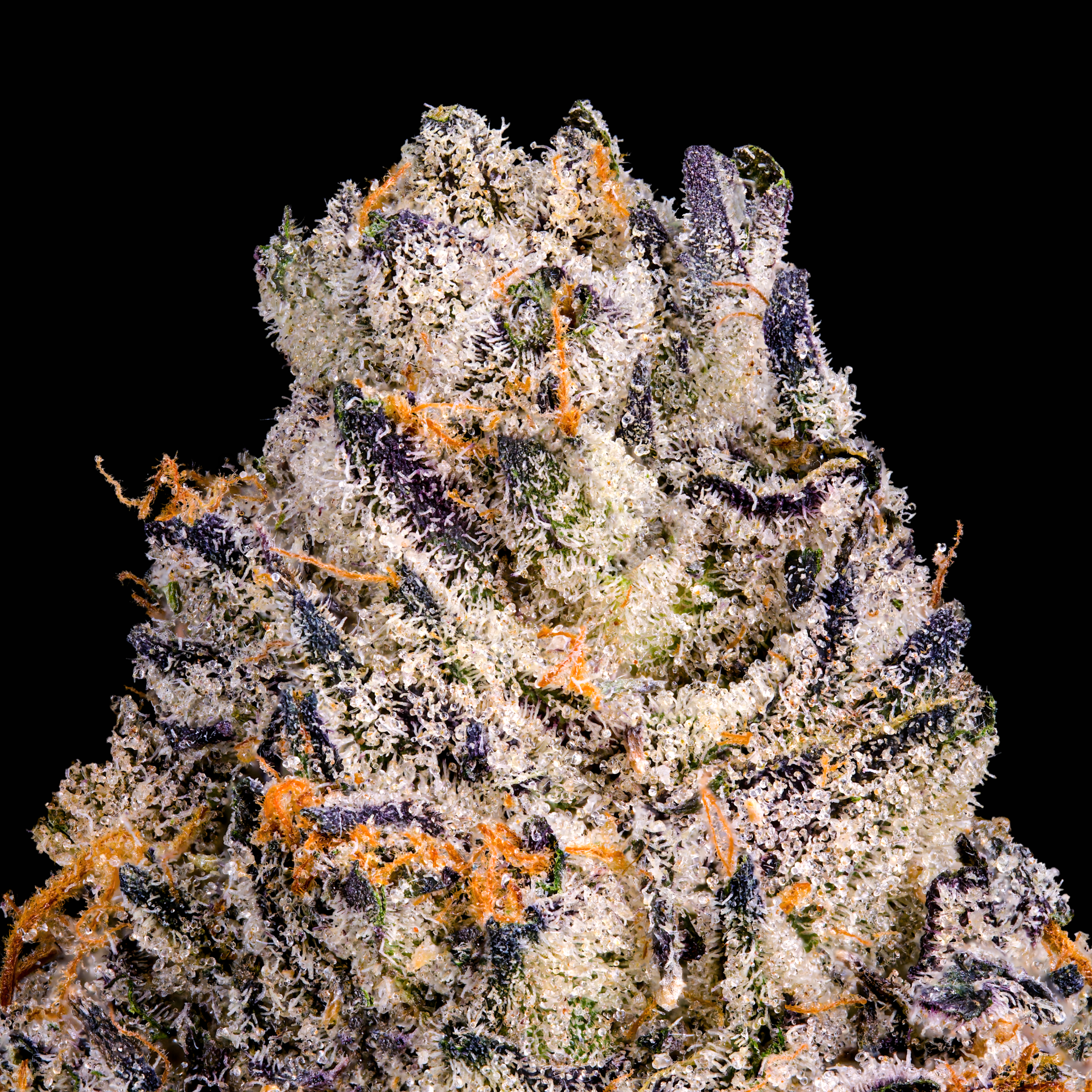 CHROMA MACRO BLACK SQUARE 2025.png