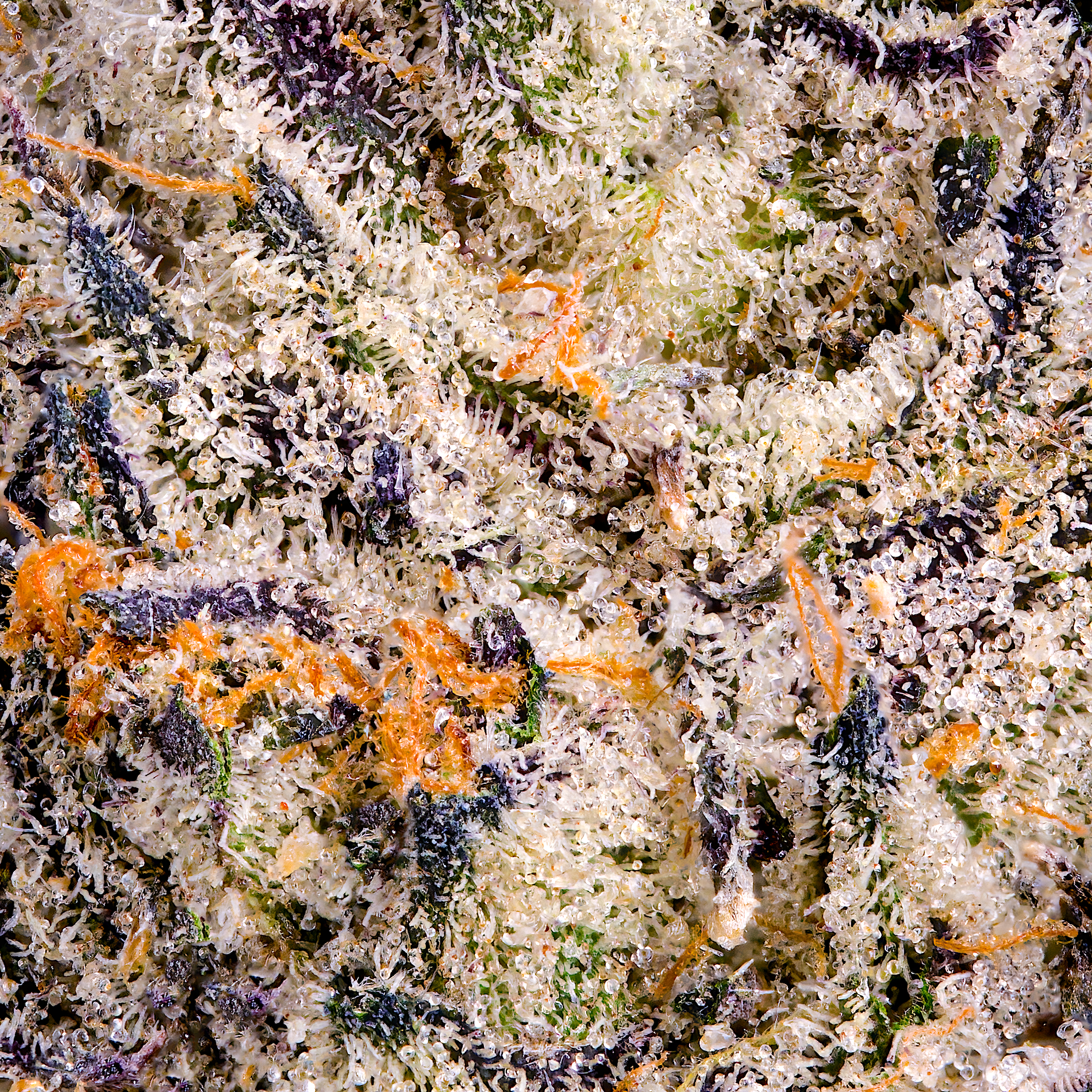 CHROMA DRY MACRO FILL 2025.png