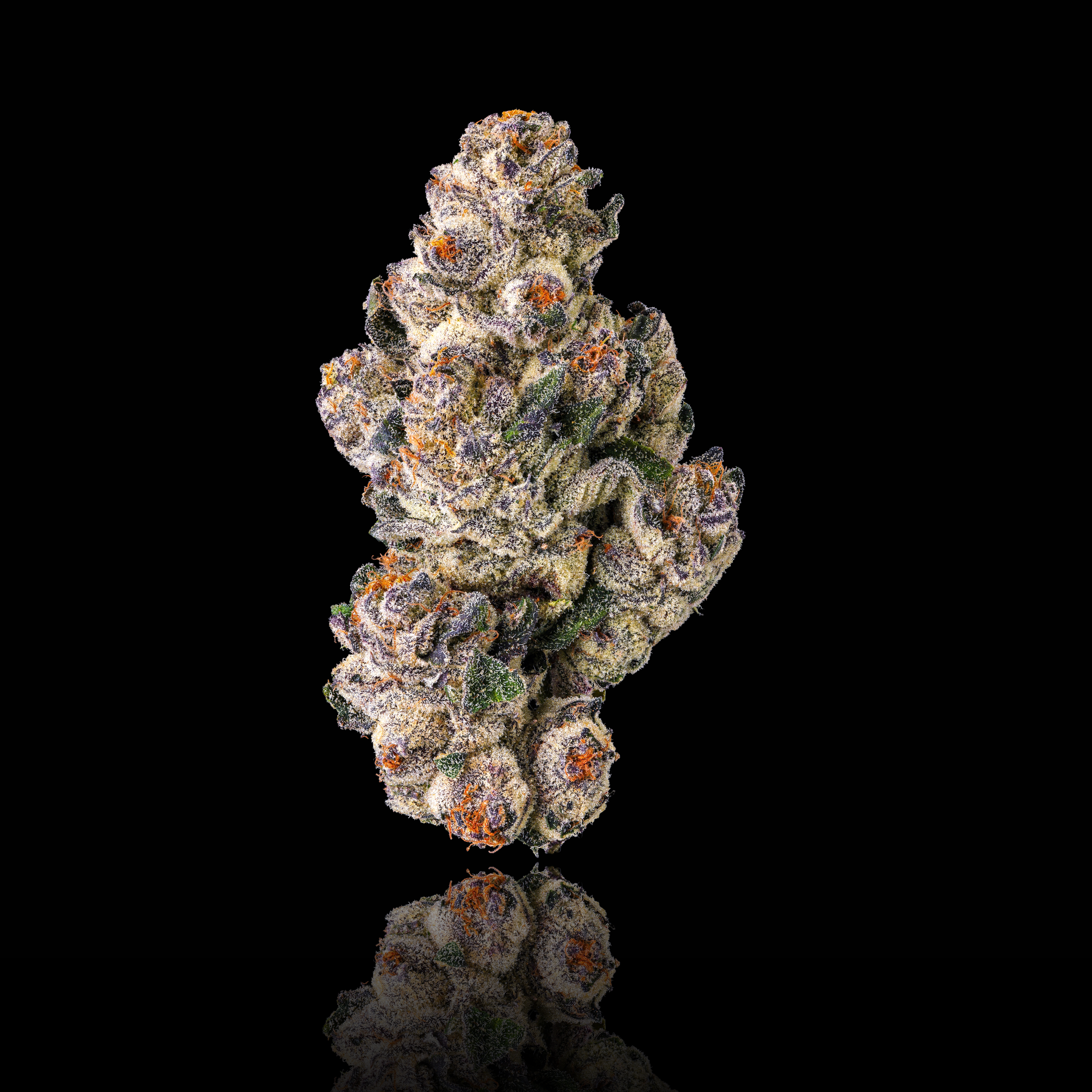 BLACK LOTUS FULL MAIN NUG BLACK SQUARE 2026 (2).png