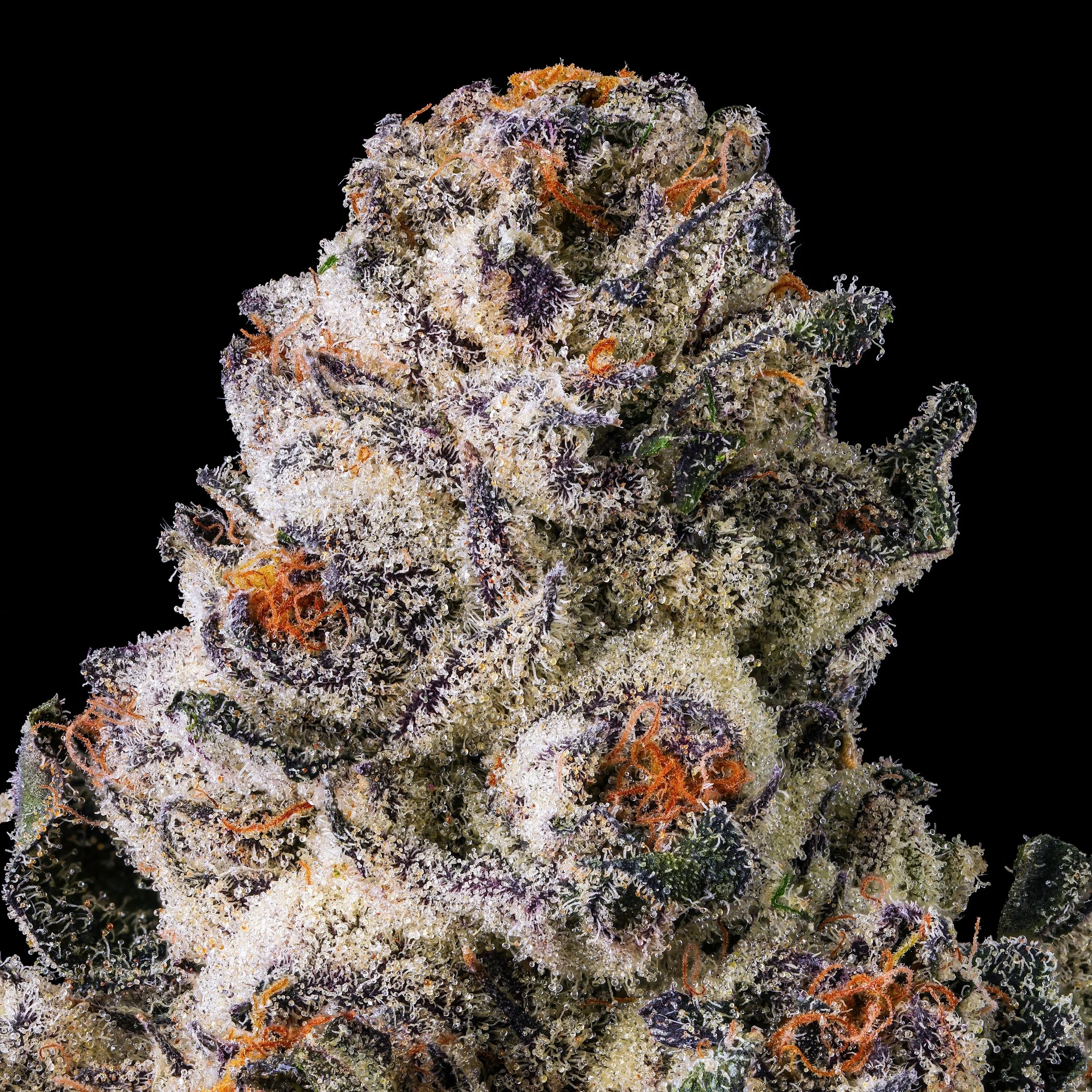 BLACK LOTUS MACRO BLACK SQUARE 2026 (1).jpg