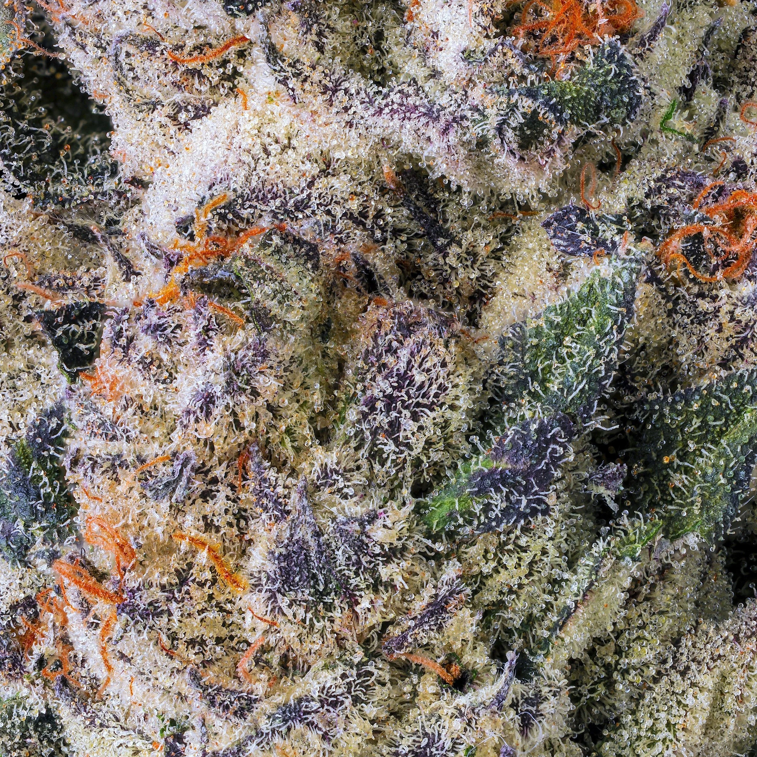 BLACK LOTUS DRY MACRO FILL SQUARE 2026.jpg