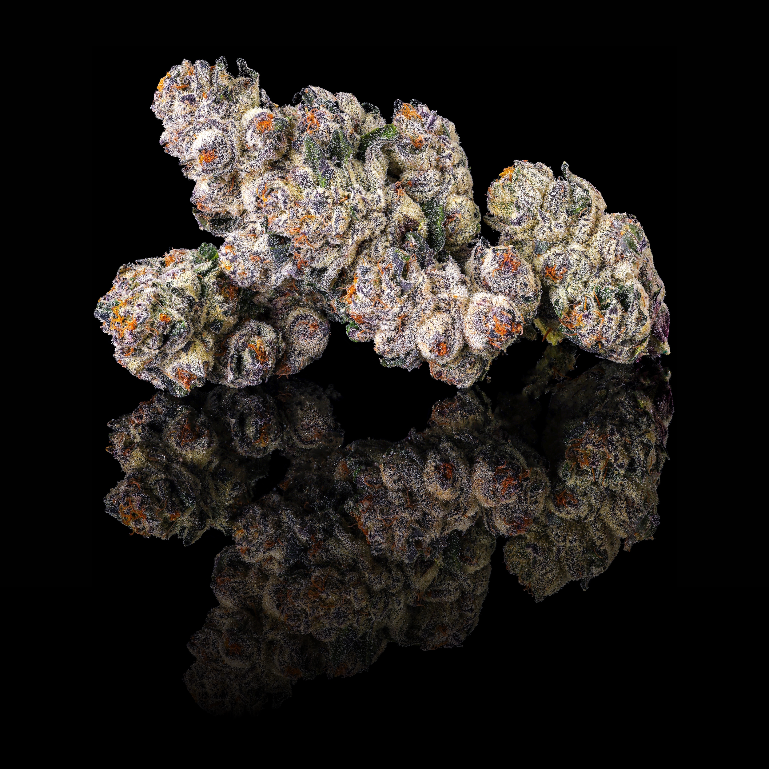 BLACK LOTUS TRIPLE NUGS BLACK SQUARE 2026.png