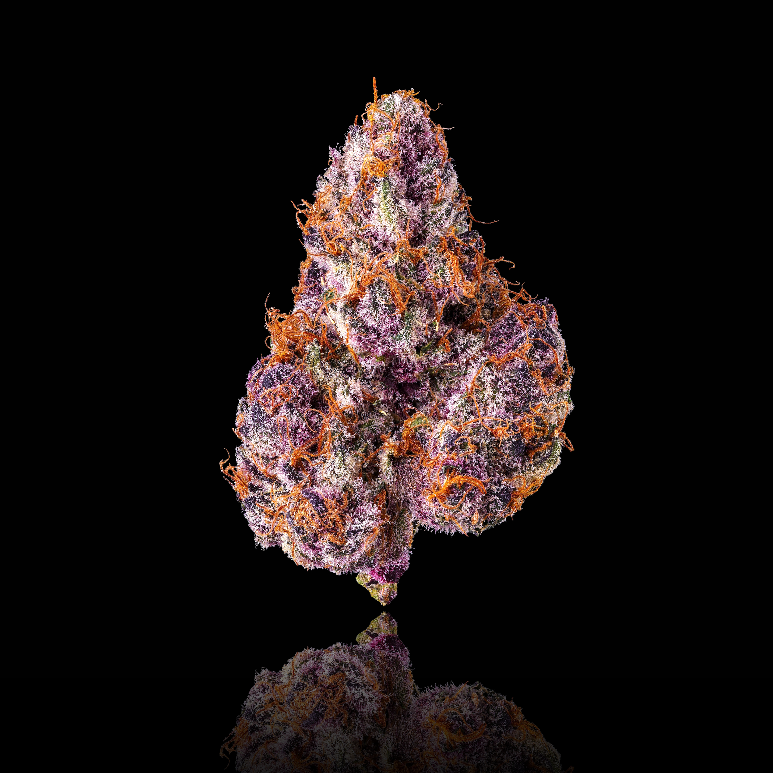 LEMON CHERRY TROPICANA FULL NUG BLACK SQUARE 2026.png