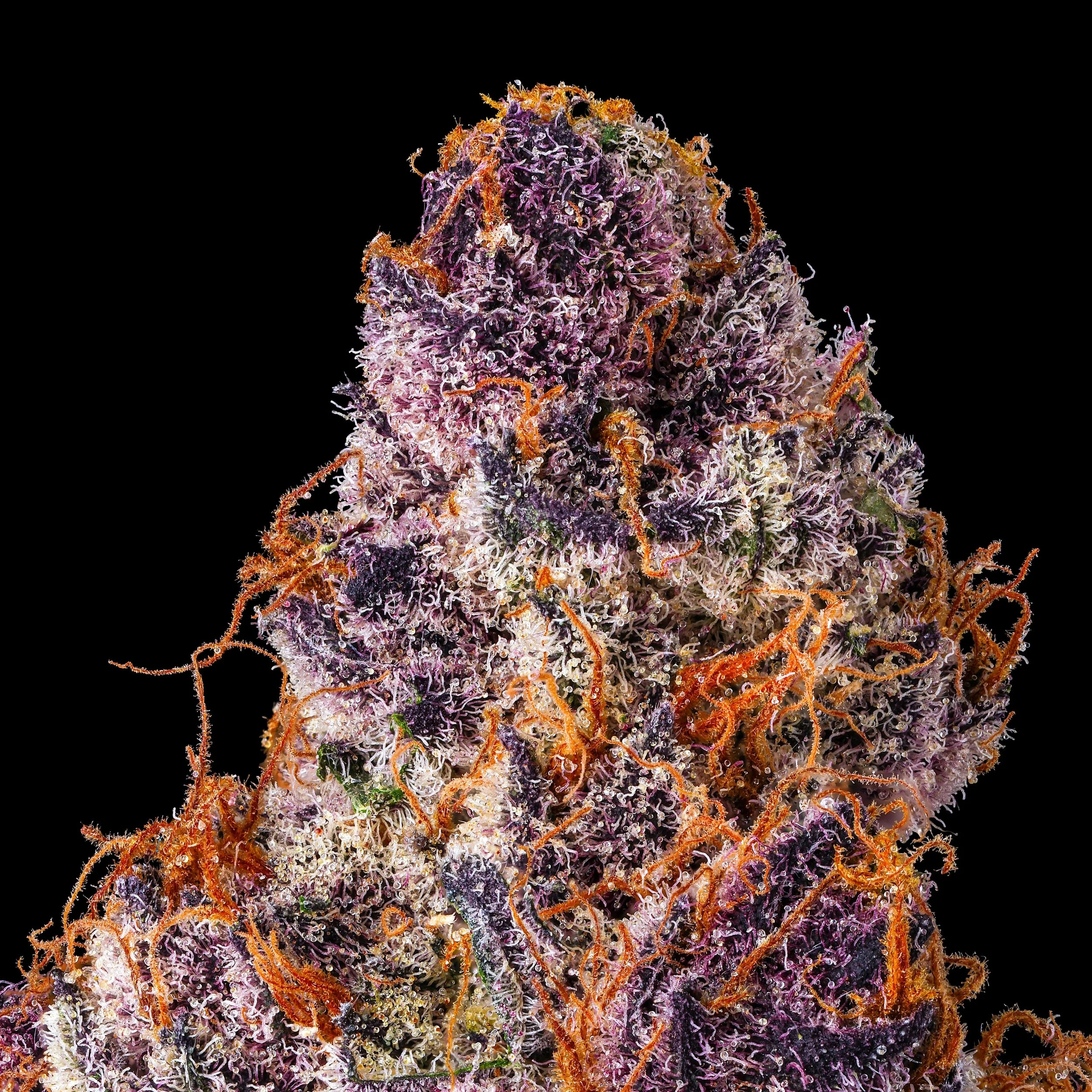 LEMON CHERRY TROPICANA MACRO BLACK SQUARE 2026.jpg