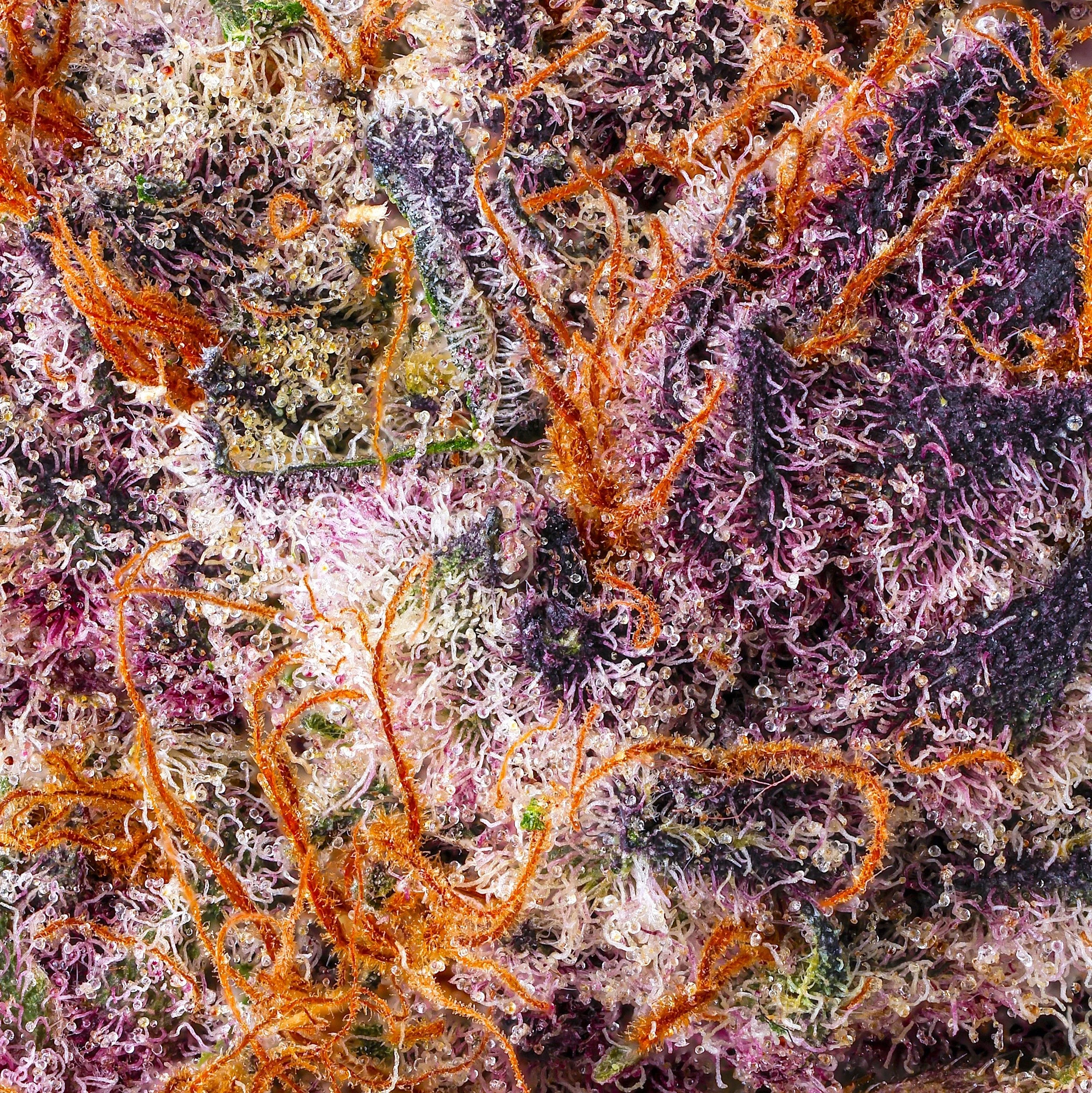 LEMON CHERRY TROPICANA MACRO FILL SQUARE 2026.jpg