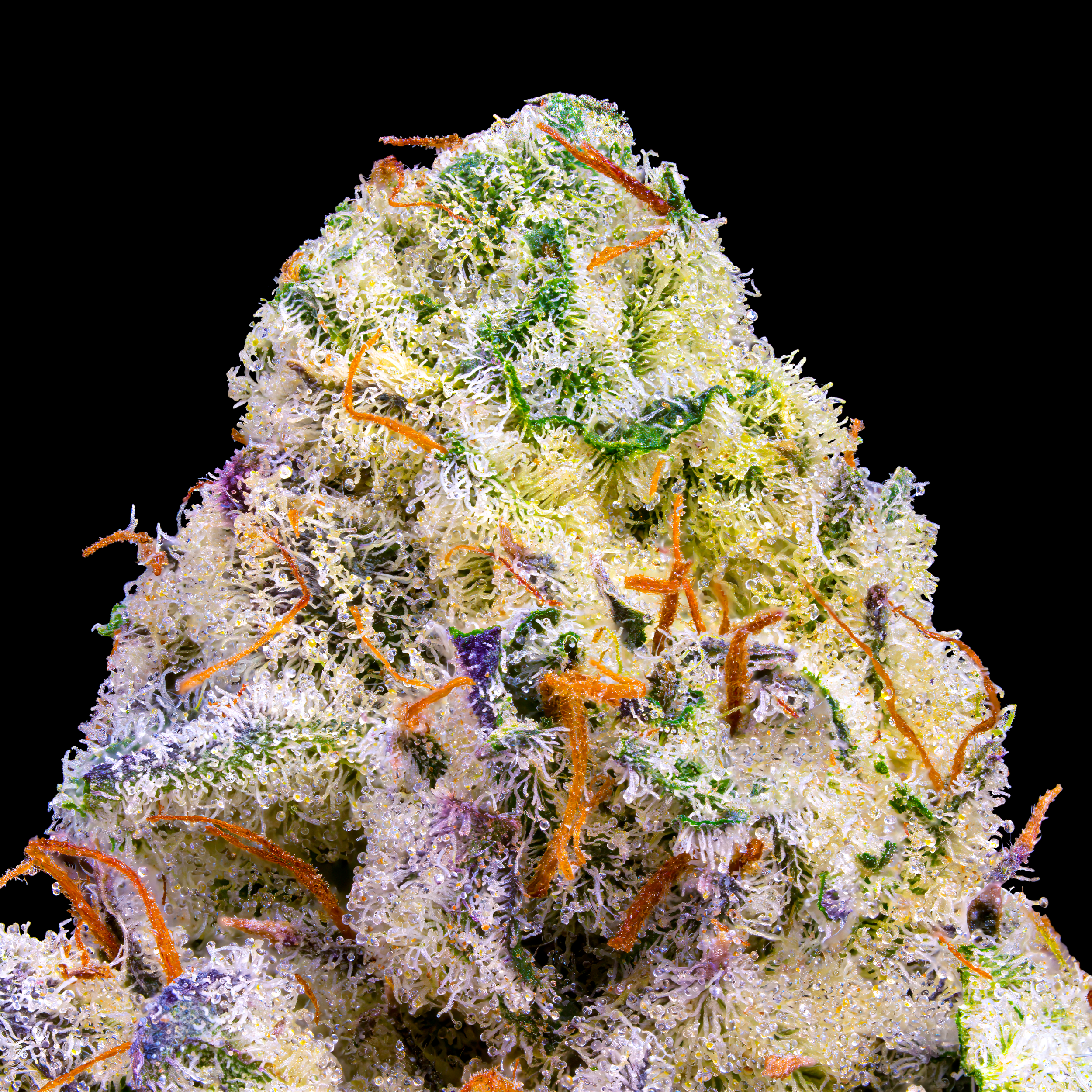 PINEAPPLE BISCOTTI MACRO BLACK SQUARE.png