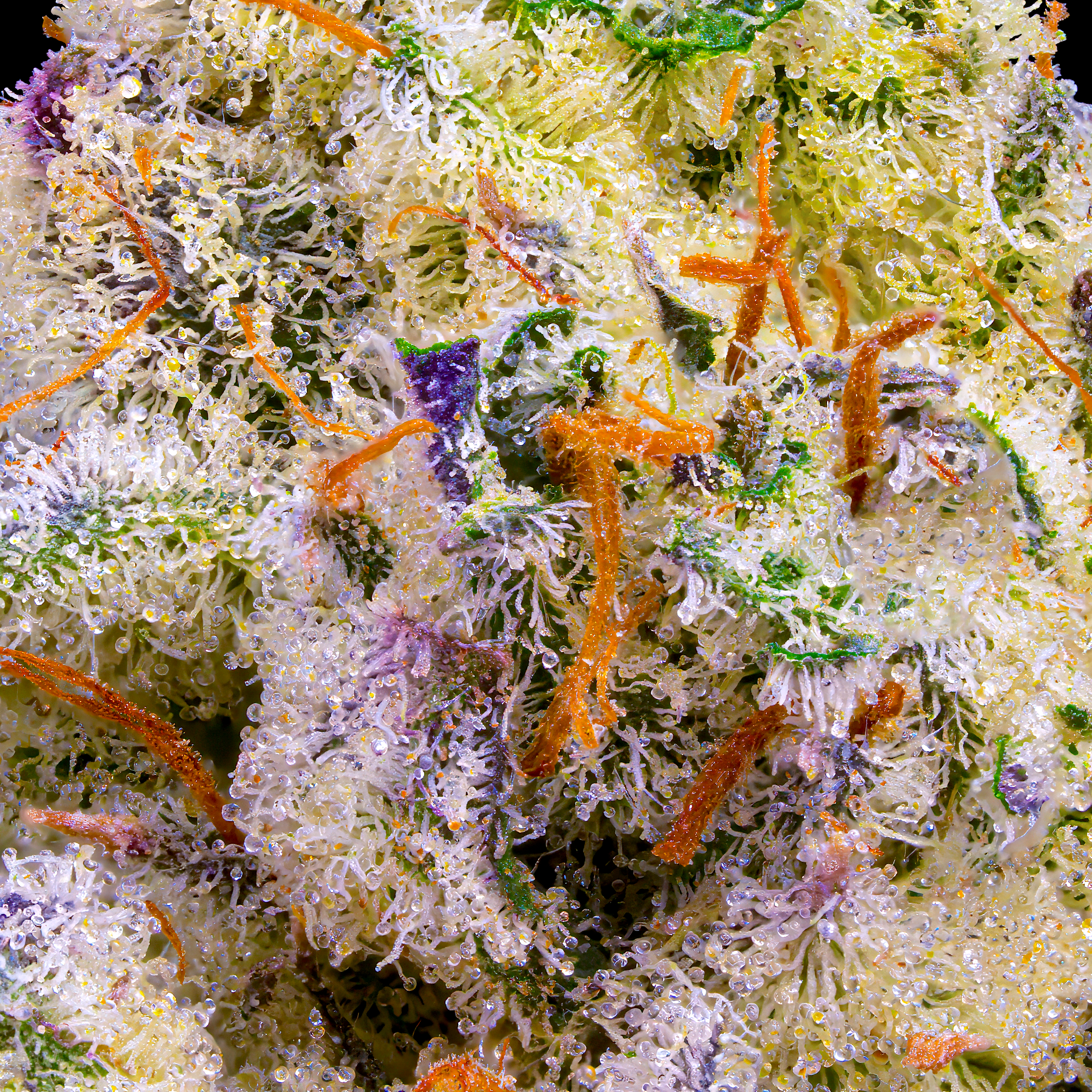 PINEAPPLE BISCOTTI MACRO FILL SQUARE.png