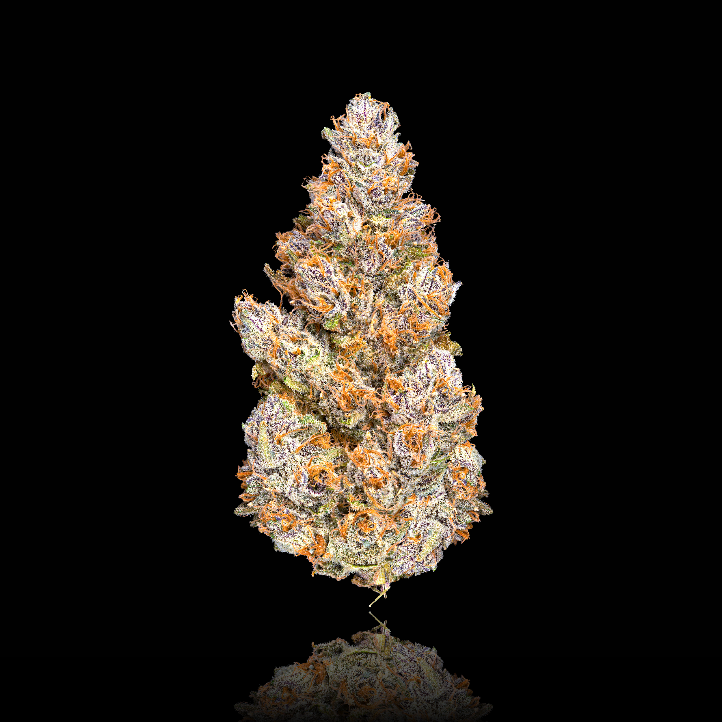 BLUZANGRIA FULL NUG BLACK SQUARE (2).png