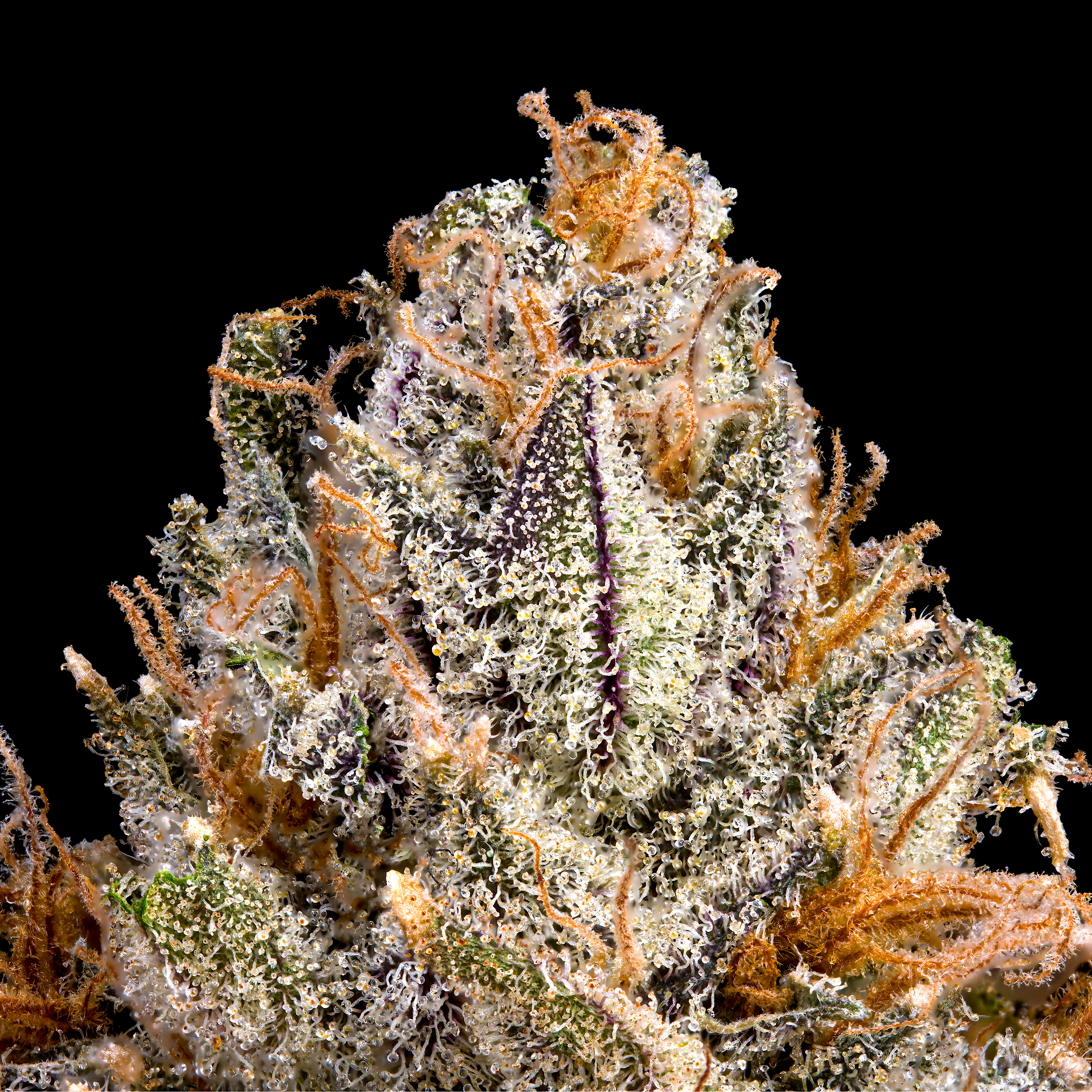 BLUZANGRIA MACRO BLACK SQUARE (1).png