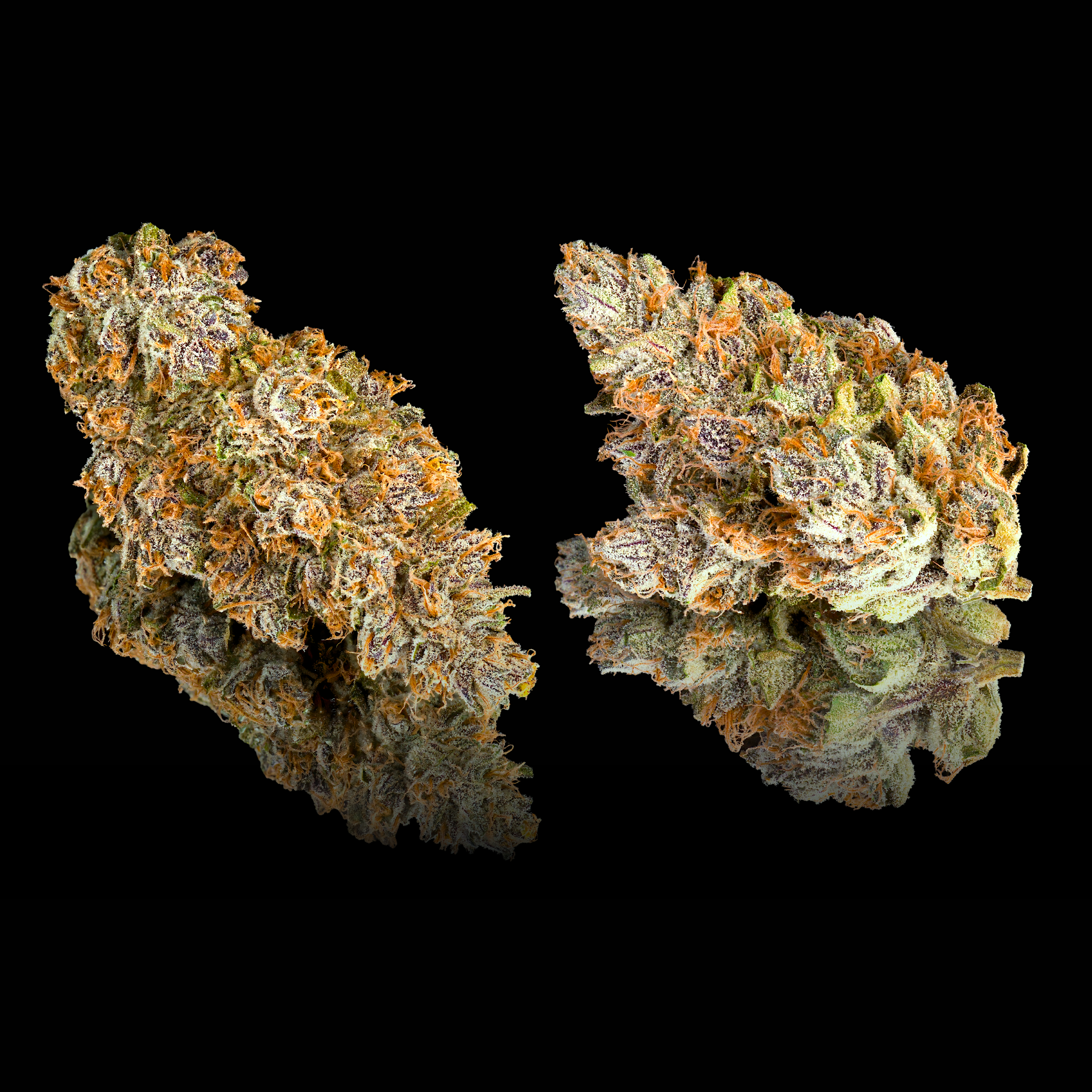 BLUZANGRIA DOUBLE NUGS #2 BLACK SQUARE.png