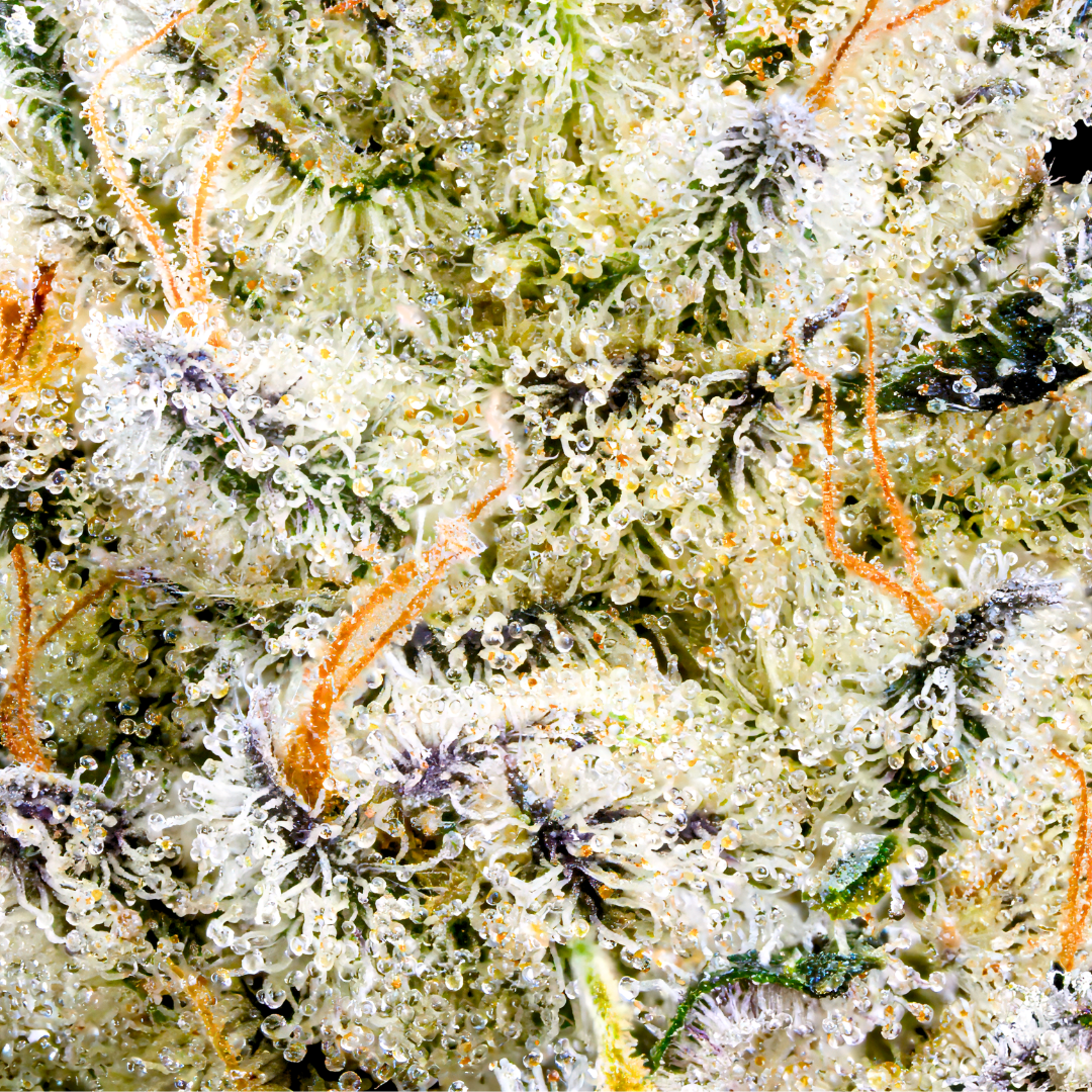 Untitled design - 2026-03-05T131023.713.png