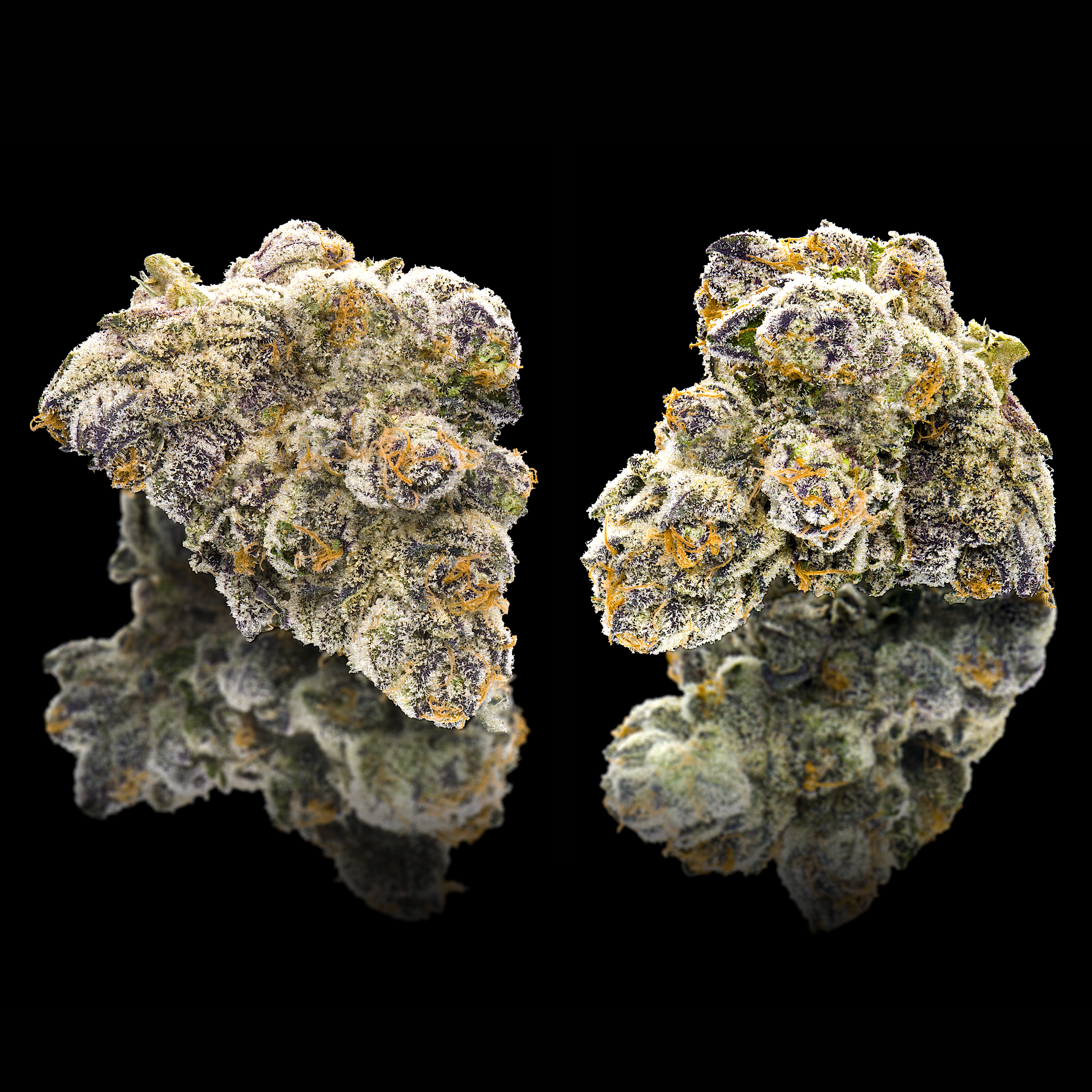 FANTASMA DOUBLE NUGS BLACK 2024.png