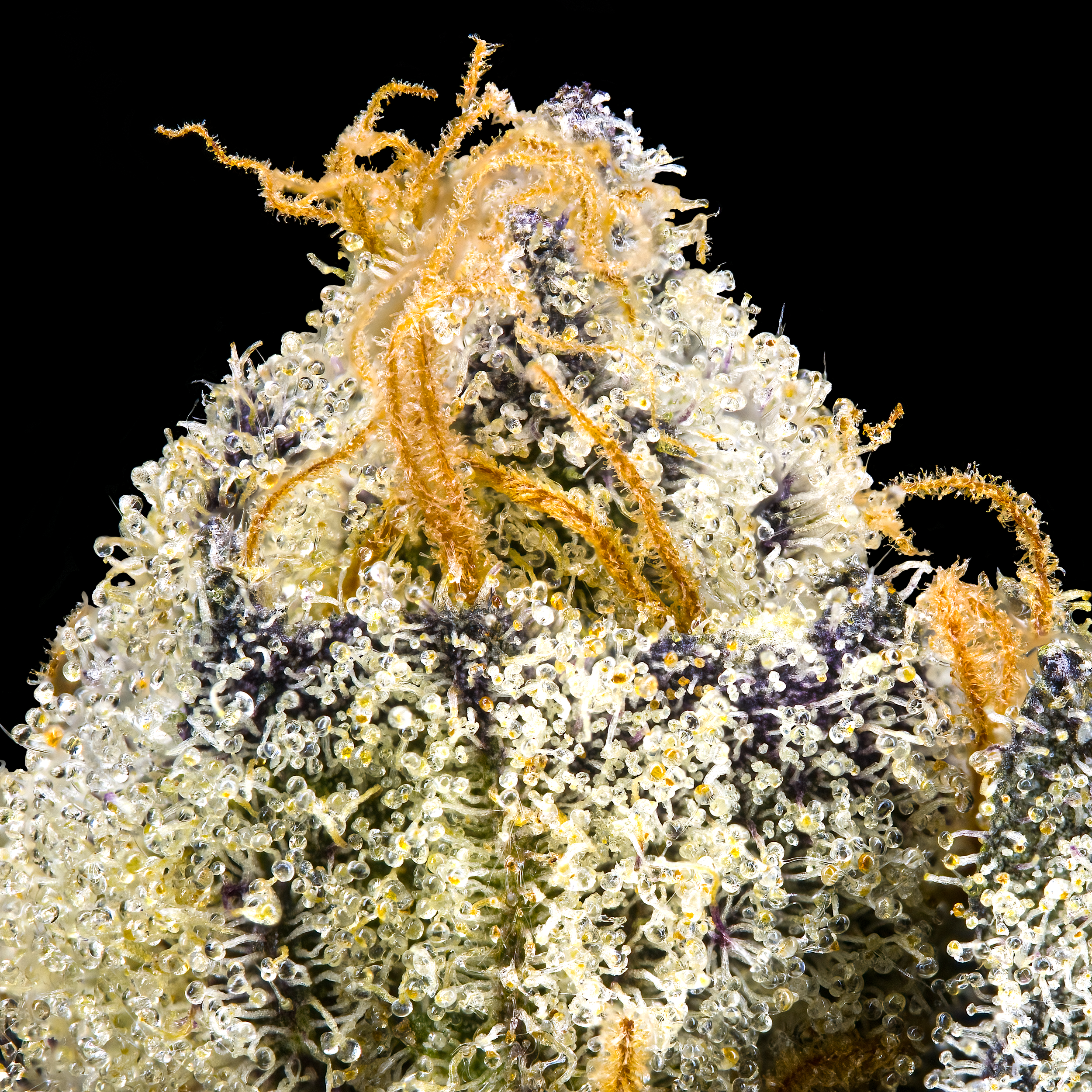 FANTASMA MACRO BLACK SQUARE 2025.png