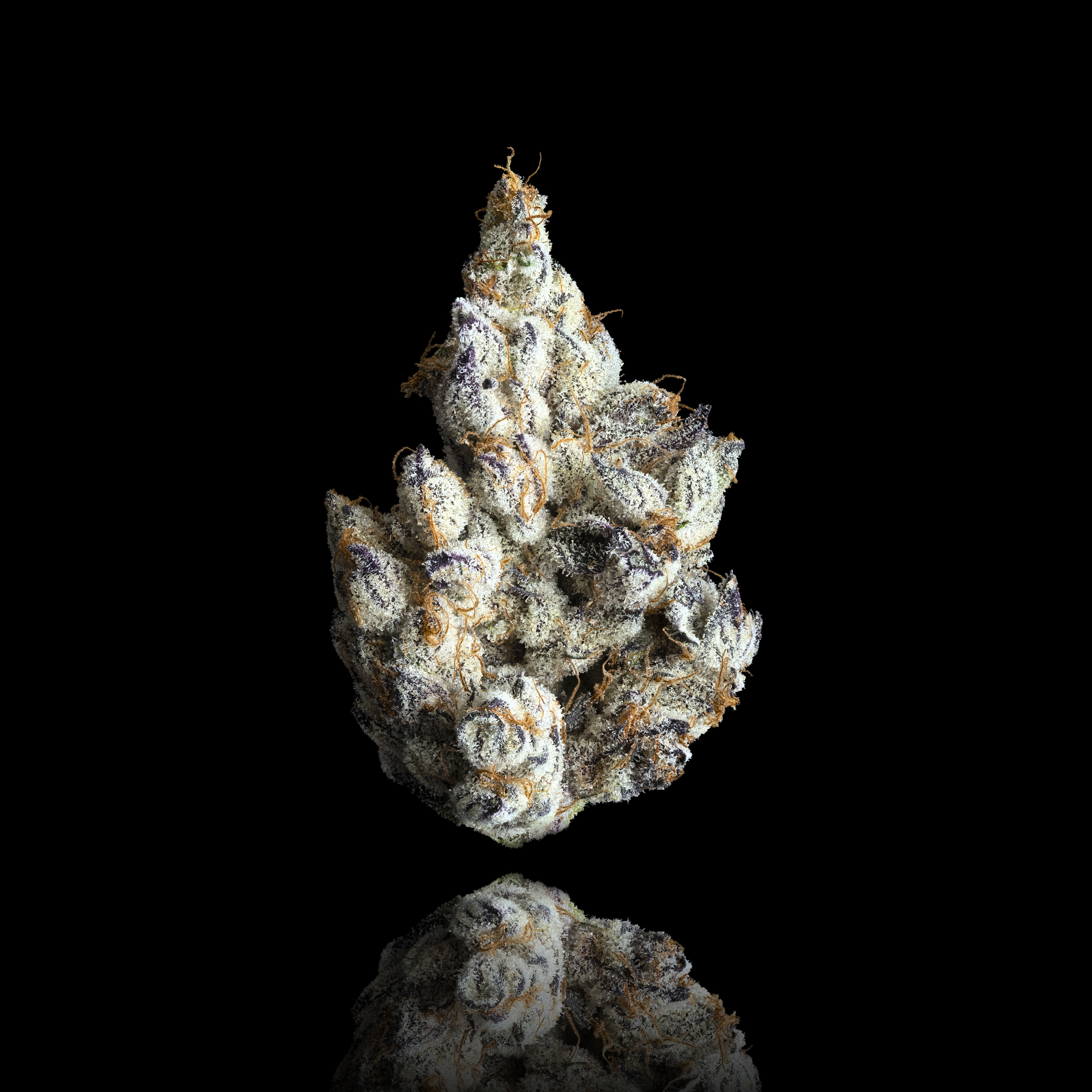 FKAFL_FULL_NUG_BLACK_REFLECT_2023.png