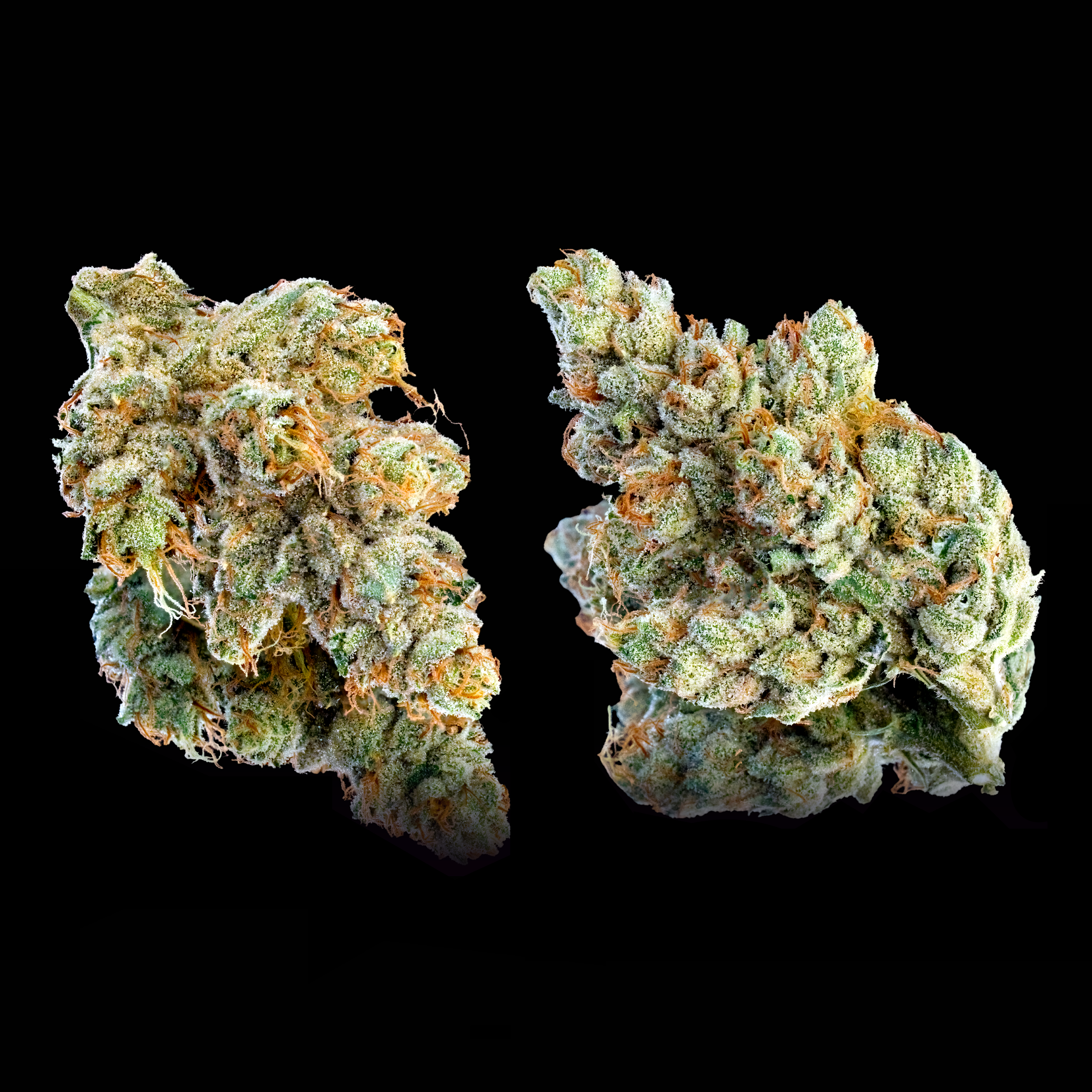 SFV OG DOUBLE NUGS #2 BLACK SQUARE 2025 (1).png