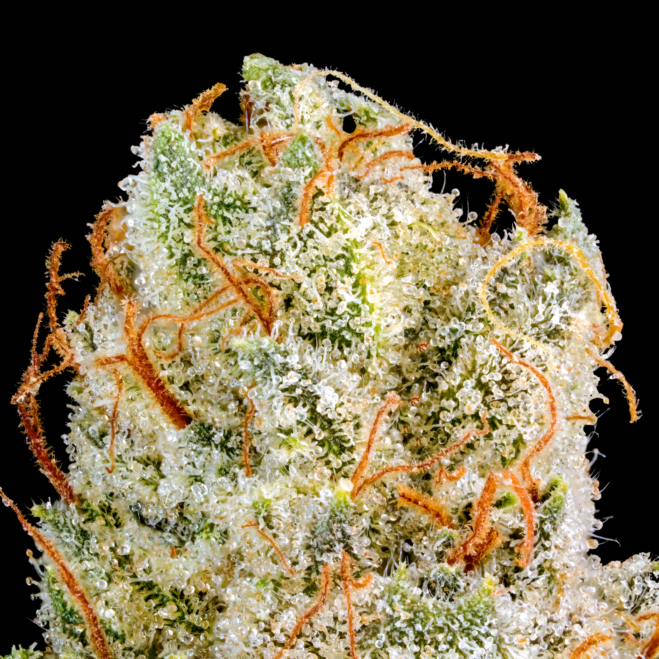 SFV OG MACRO BLACK SQUARE 2025.png