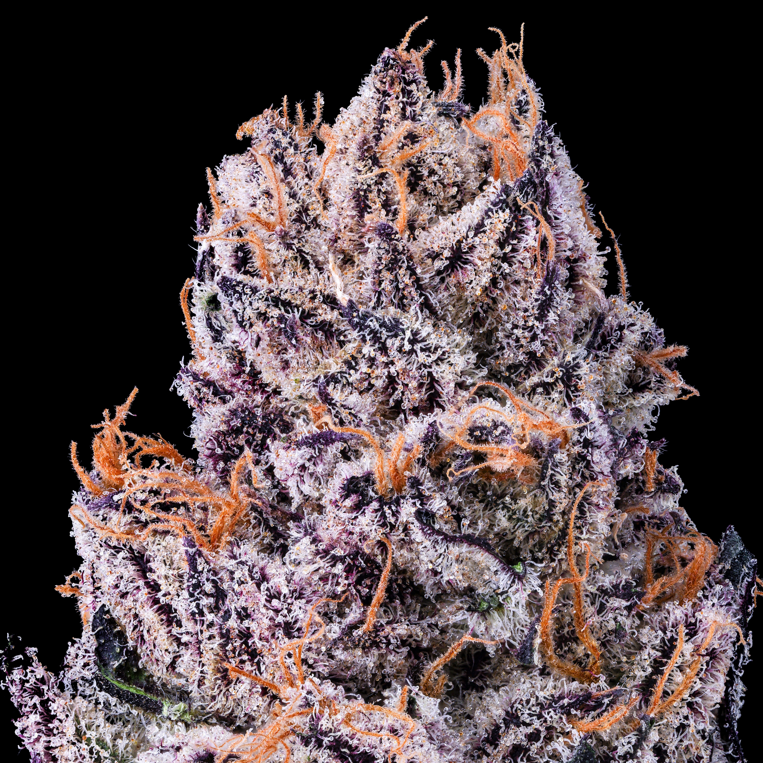 NEW MONEY DRY MACRO BLACK SQUARE.png