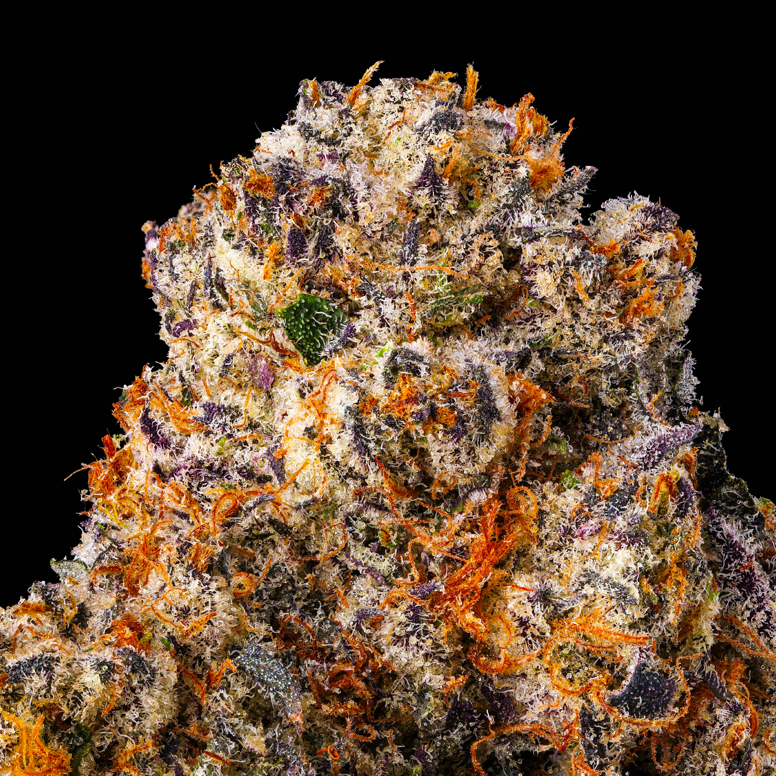 PARISIAN KUSH MACRO BLACK SQUARE 2026.png