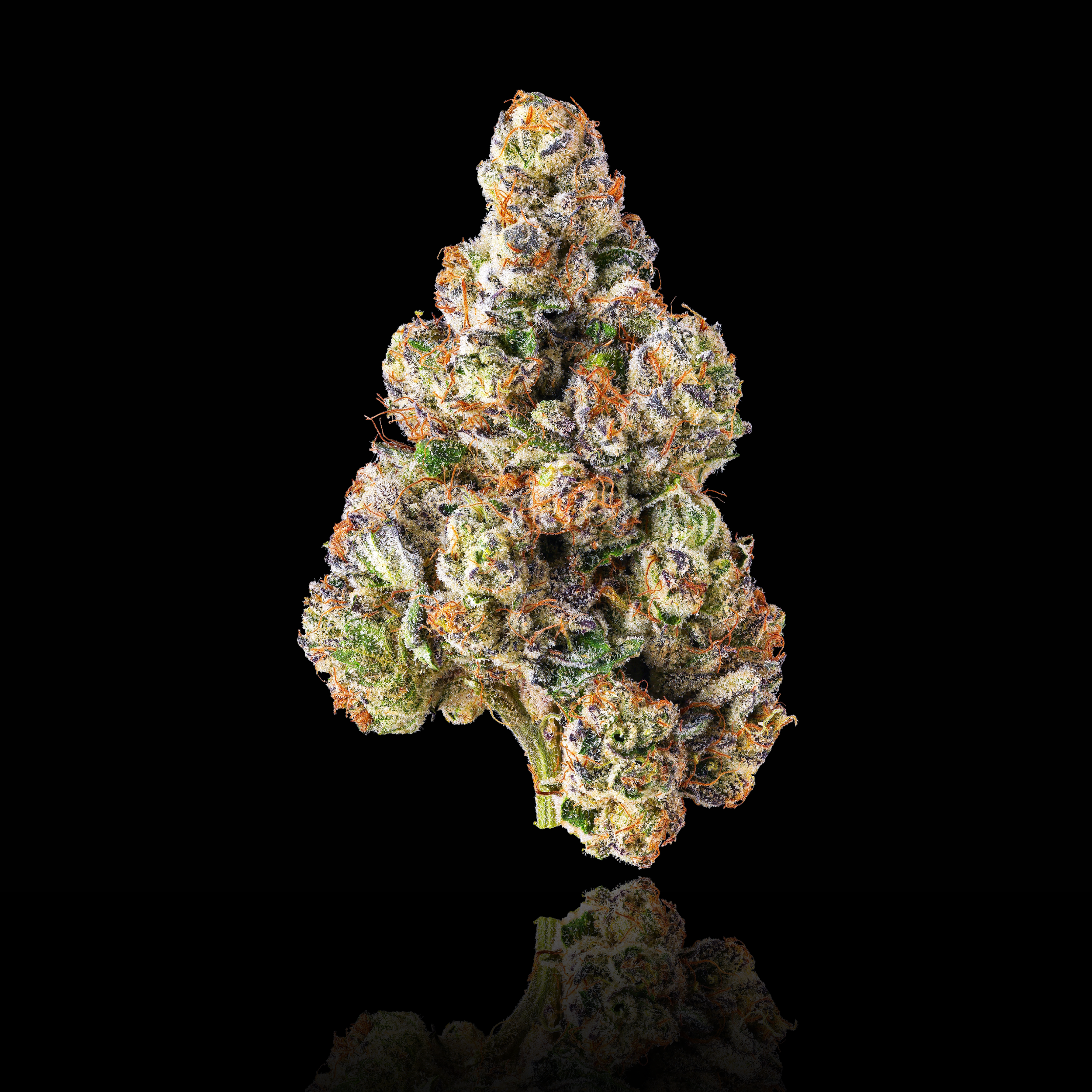 FRENCH BUTTER MAIN FULL NUG BLACK SQUARE 2026.png