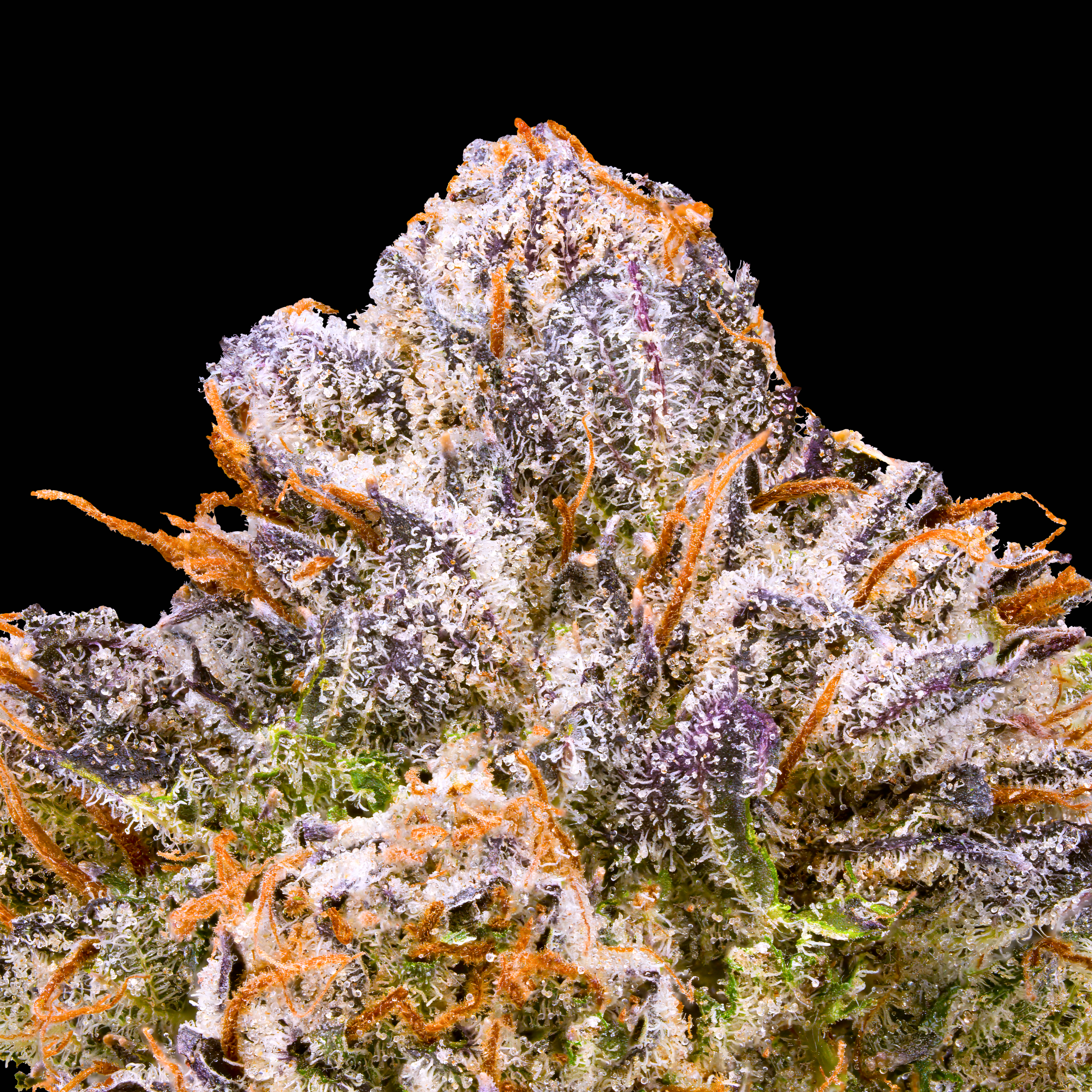 PRE-98 BUBBA KUSH MACRO BLACK SQUARE 7_16_26 (1).png