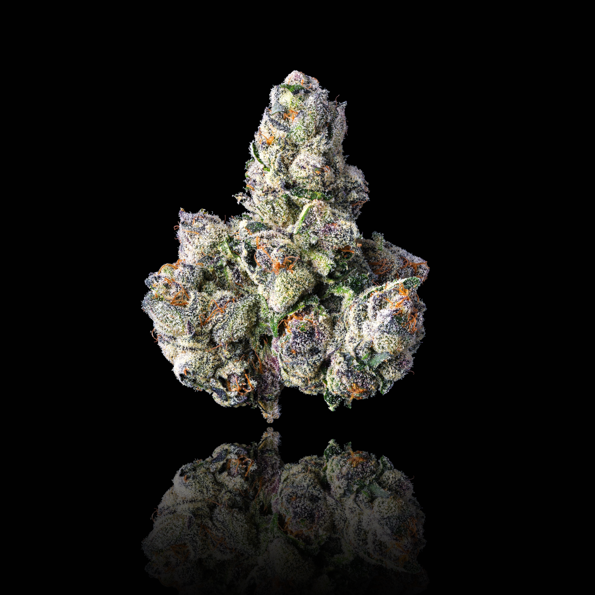 MOROCCAN ZOWAH FULL MAIN NUG BLACK SQUARE 2026.png