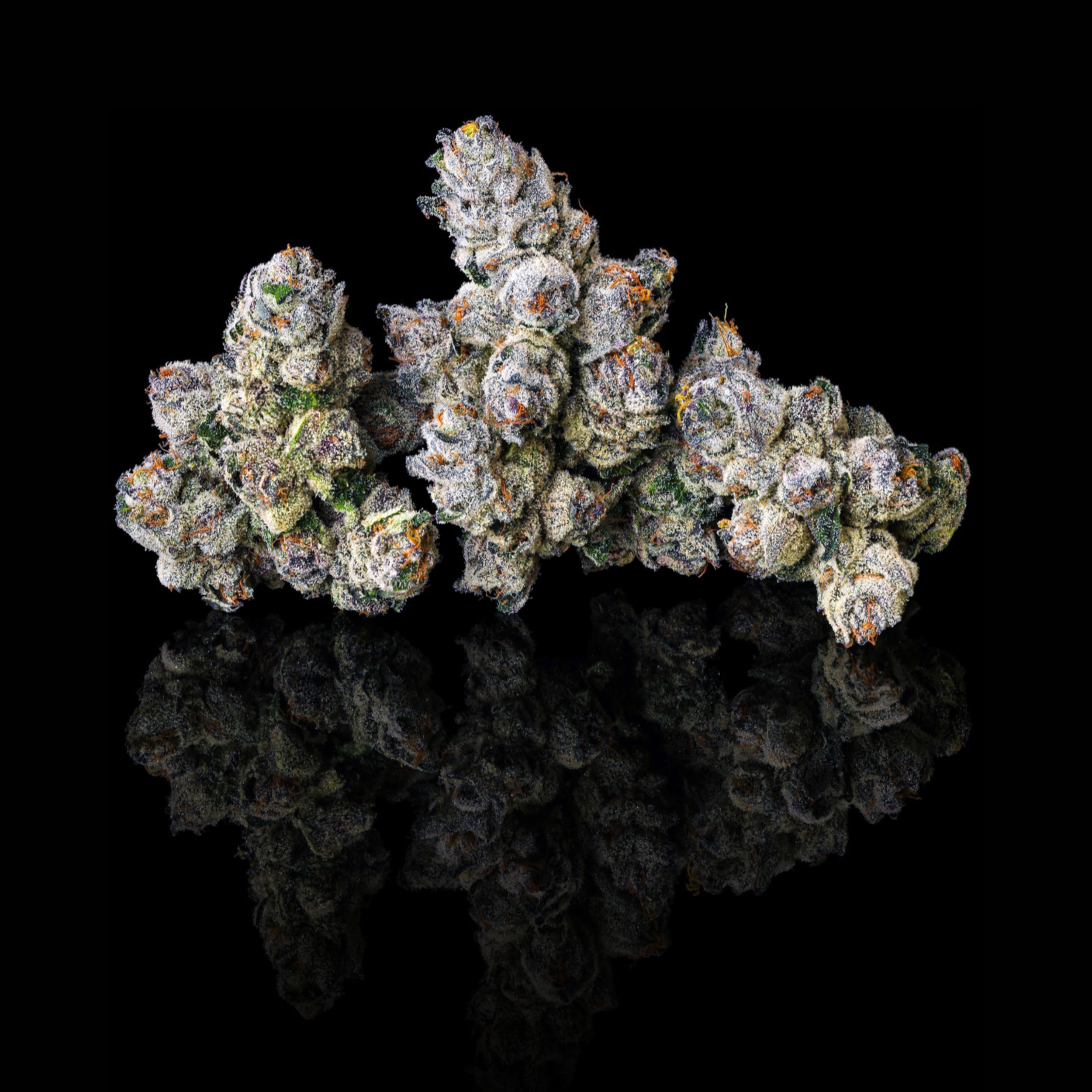 MOROCCAN ZOWAH TRIPLE NUGS BLACK SQUARE 2026 (1).png