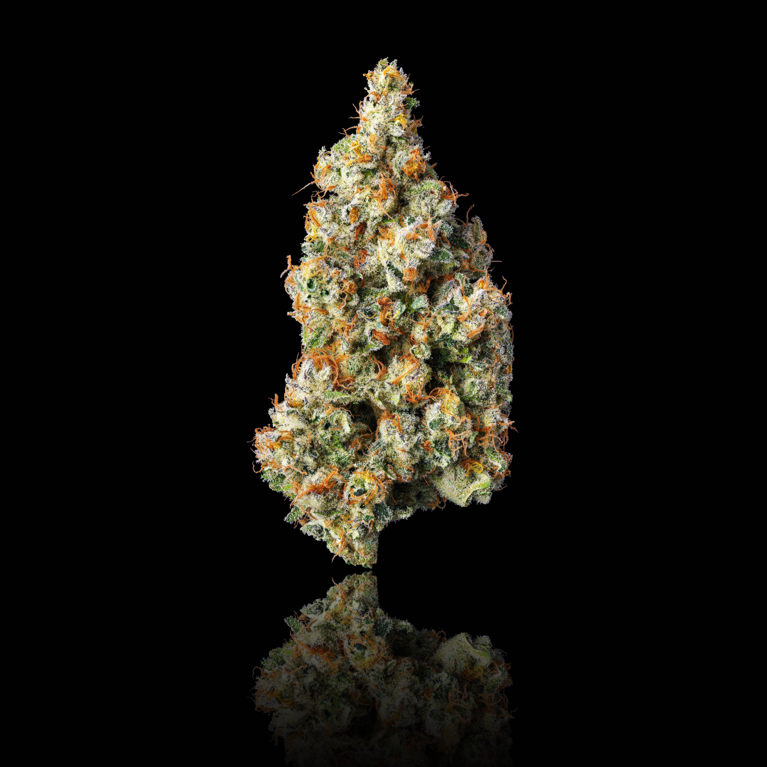 KING LEMON FULL MAIN NUG BLACK SQUARE 2026.png